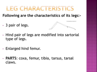Following are the characteristics of its legs:-
• 3 pair of legs.
• Hind pair of legs are modified into sartorial
type of legs.
• Enlarged hind femur.
• PARTS: coxa, femur, tibia, tarsus, tarsal
claws.
 