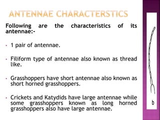 Following are the characteristics of its
antennae:-
• 1 pair of antennae.
• Filiform type of antennae also known as thread
like.
• Grasshoppers have short antennae also known as
short horned grasshoppers.
• Crickets and Katydids have large antennae while
some grasshoppers known as long horned
grasshoppers also have large antennae.
 