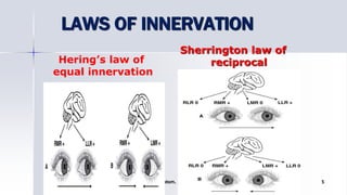 LAWS OF INNERVATION
Sherrington law of
reciprocal
innervation
Optom. Ankit Varshney 5
Hering’s law of
equal innervation
 