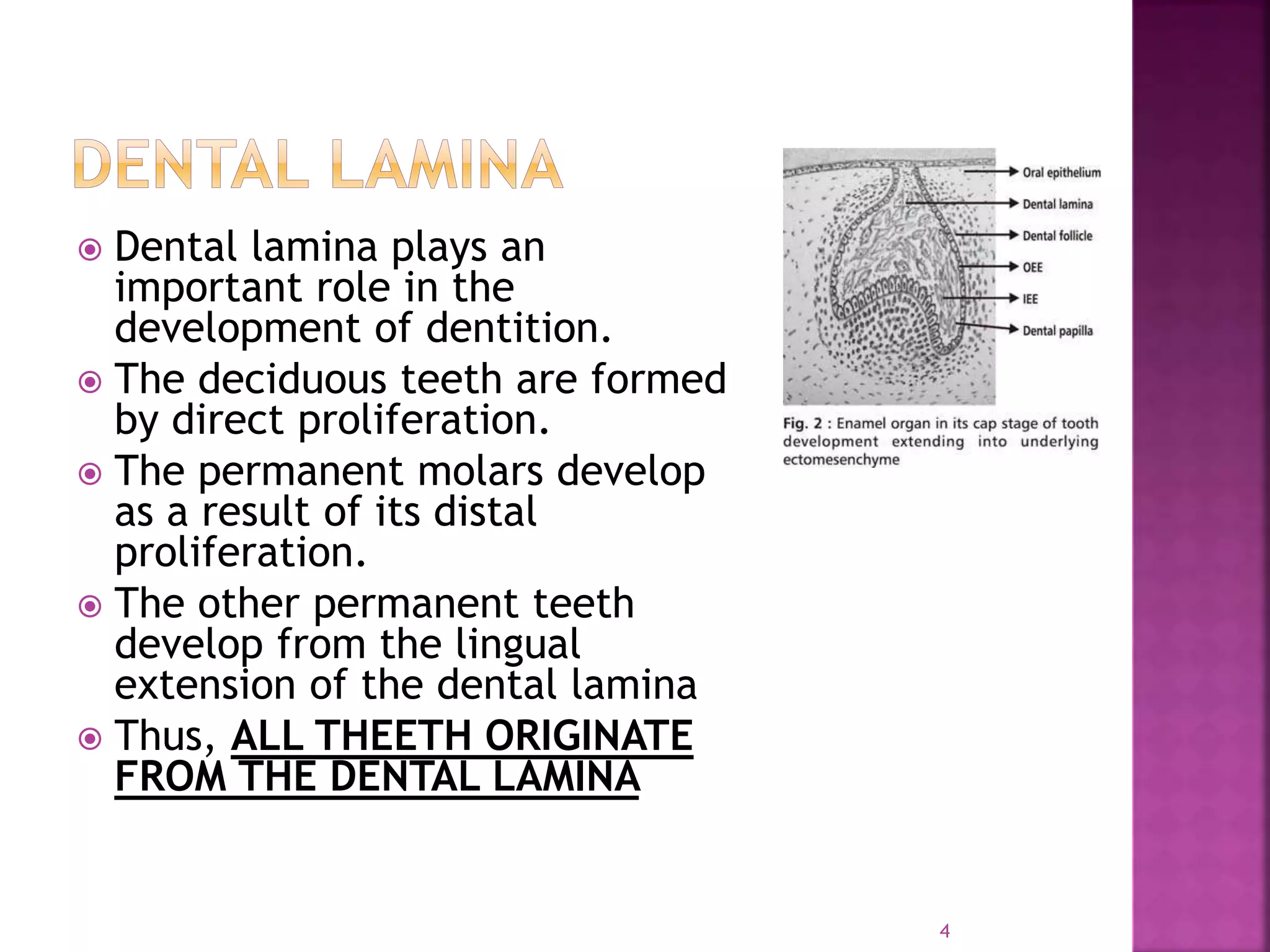 Development of the dentition | PPTX