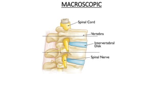 MACROSCOPIC
-----------------------------------------------------------
-------------------------------------------------------------
 