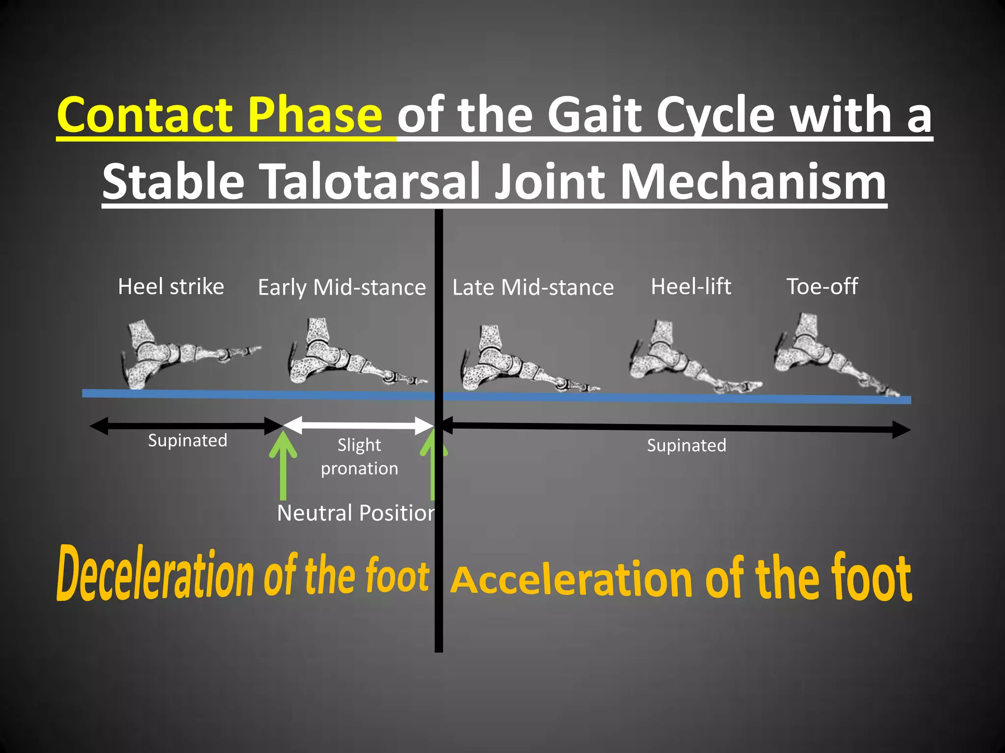 Contact Phase of the Gait Cycle with a
  Stable Talotarsal Joint Mechanism
  Heel strike    Early Mid-stance    Late Mid-stance   Heel-lift   Toe-off




     Supinated          Slight                         Supinated
                      pronation

                  Neutral Position
 