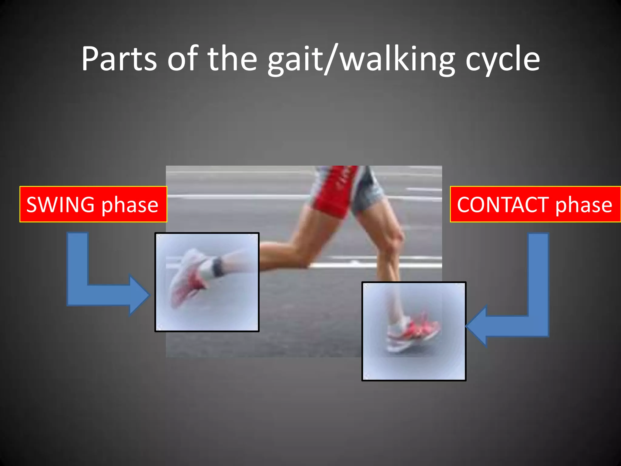 Parts of the gait/walking cycle


SWING phase                  CONTACT phase
 