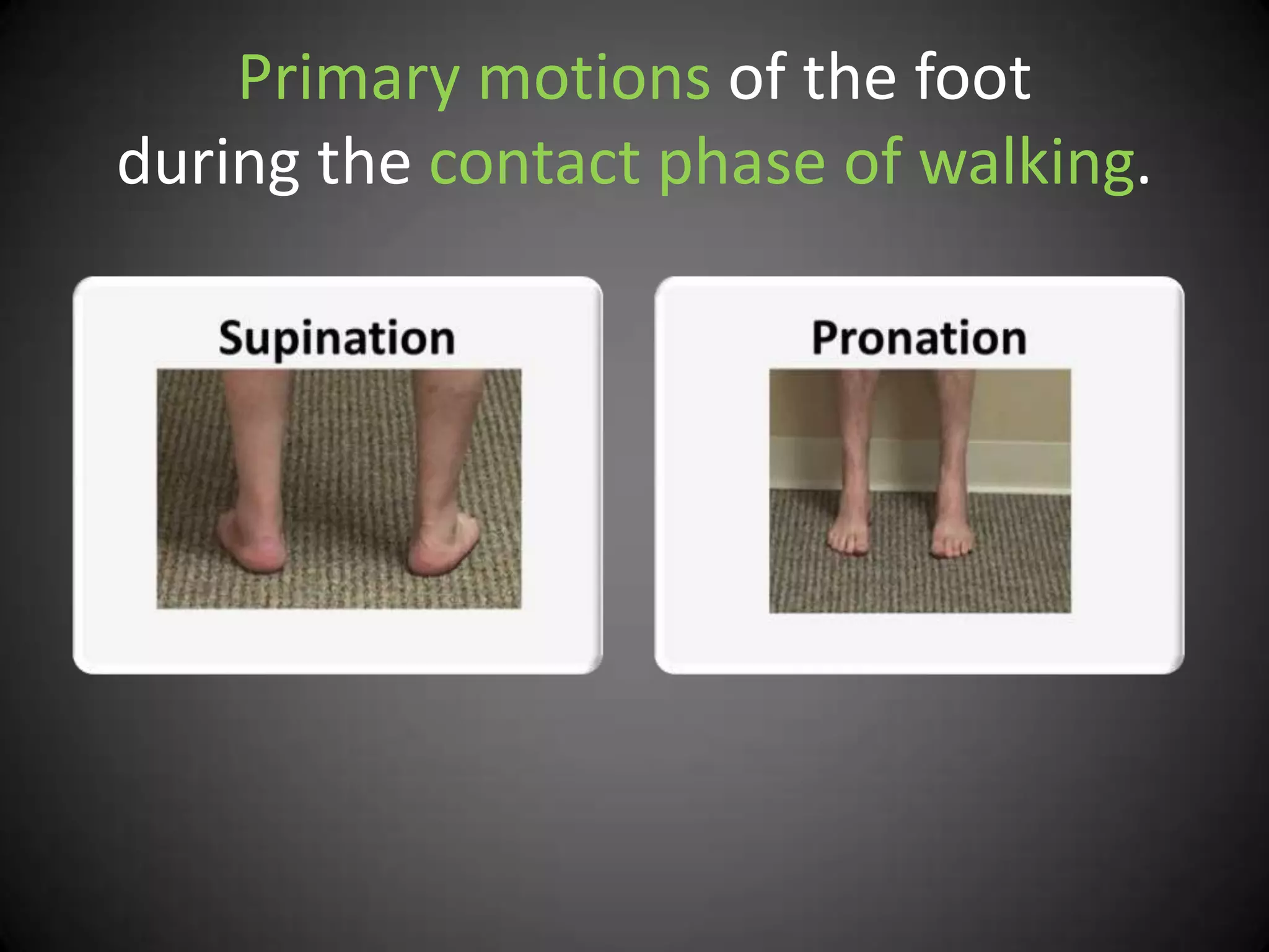 Primary motions of the foot
during the contact phase of walking.
 