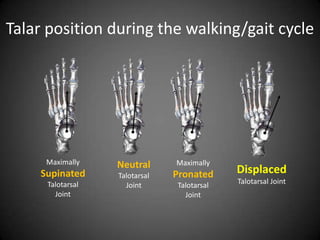 Talar position during the walking/gait cycle




     Maximally    Neutral      Maximally
    Supinated     Talotarsal   Pronated     Displaced
     Talotarsal     Joint      Talotarsal   Talotarsal Joint
       Joint                     Joint
 