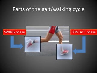 Parts of the gait/walking cycle


SWING phase                  CONTACT phase
 