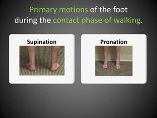 Primary motions of the foot
during the contact phase of walking.
 