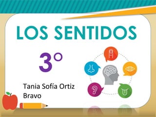 LOS SENTIDOS
3°
Tania Sofía Ortiz
Bravo
 