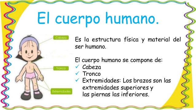 el cuerpo humano y sus partes