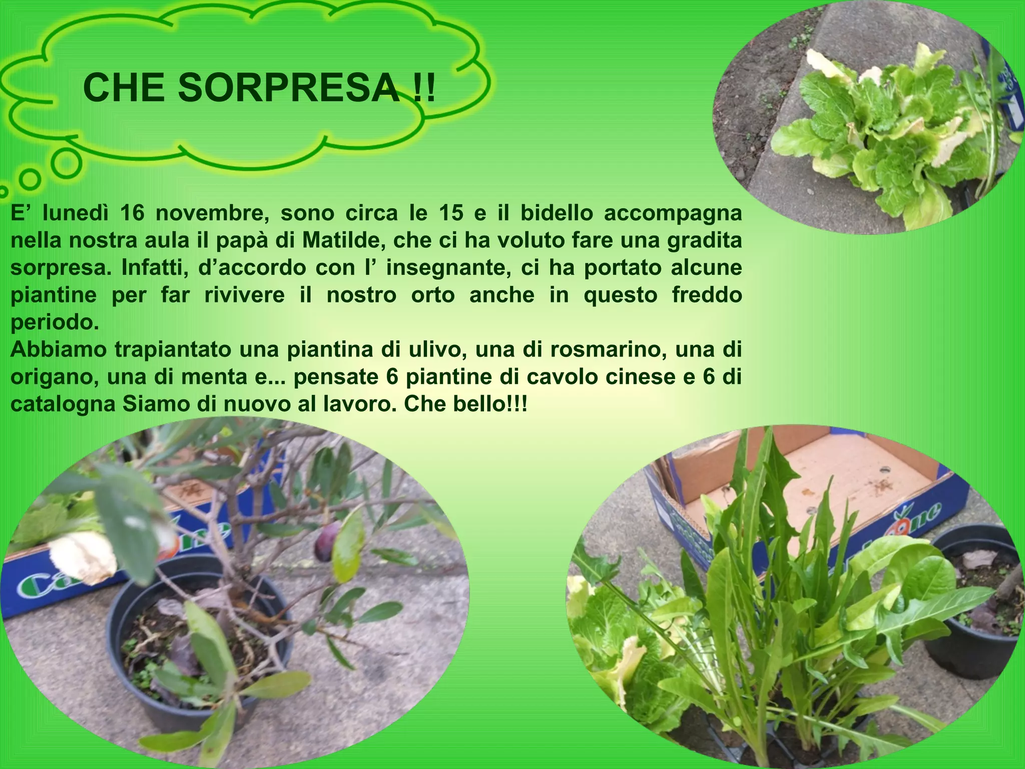 CHE SORPRESA !! E’ lunedì 16 novembre, sono circa le 15 e il bidello accompagna nella nostra aula il papà di Matilde, che ci ha voluto fare una gradita sorpresa. Infatti, d’accordo con l’ insegnante, ci ha portato alcune piantine per far rivivere il nostro orto anche in questo freddo periodo. Abbiamo trapiantato una piantina di ulivo, una di rosmarino, una di origano, una di menta e... pensate 6 piantine di cavolo cinese e 6 di catalogna Siamo di nuovo al lavoro. Che bello!!! 