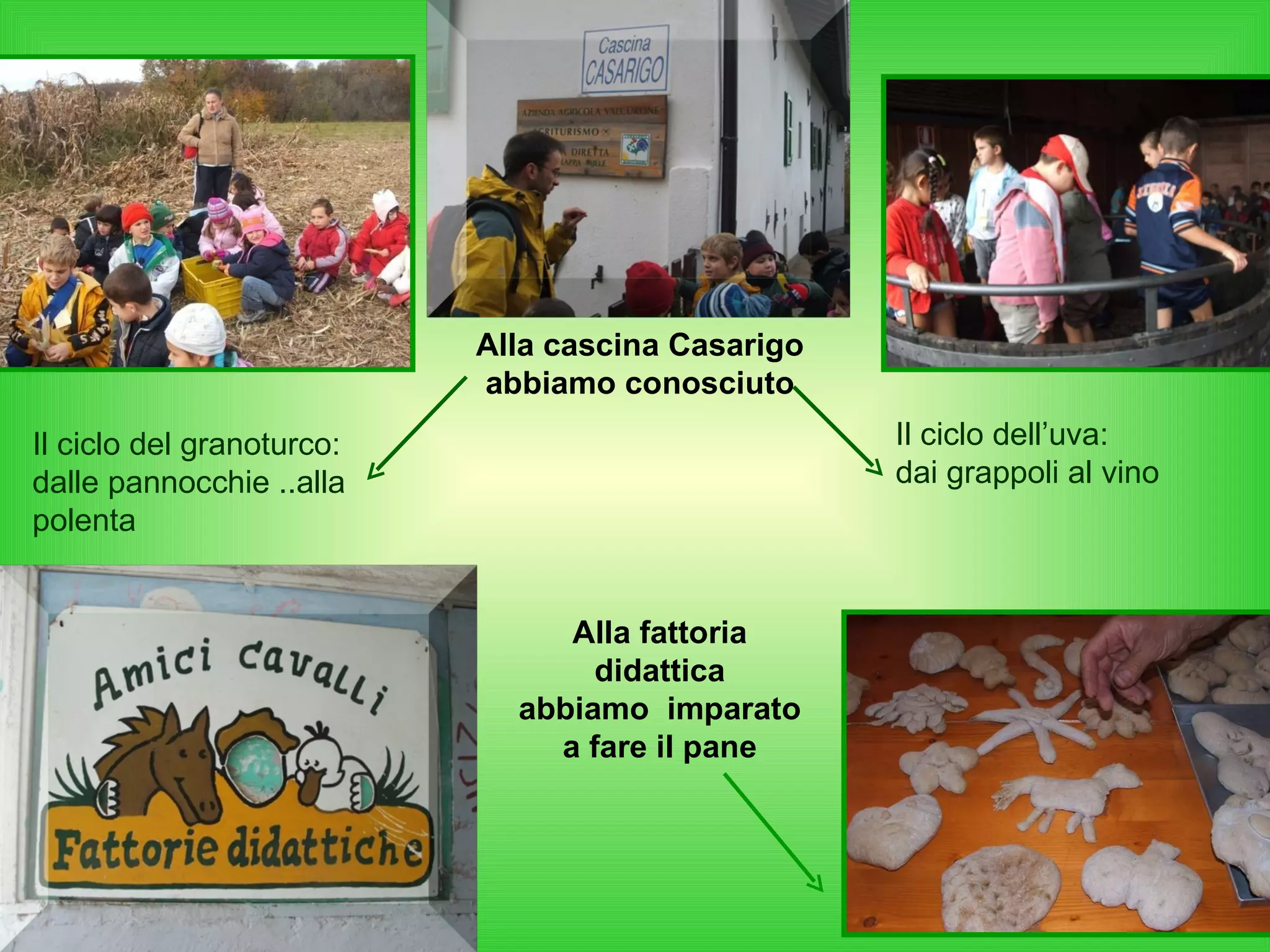 Alla cascina Casarigo abbiamo conosciuto Il ciclo del granoturco: dalle pannocchie ..alla polenta Il ciclo dell’uva: dai grappoli al vino Alla fattoria didattica abbiamo  imparato a fare il pane 