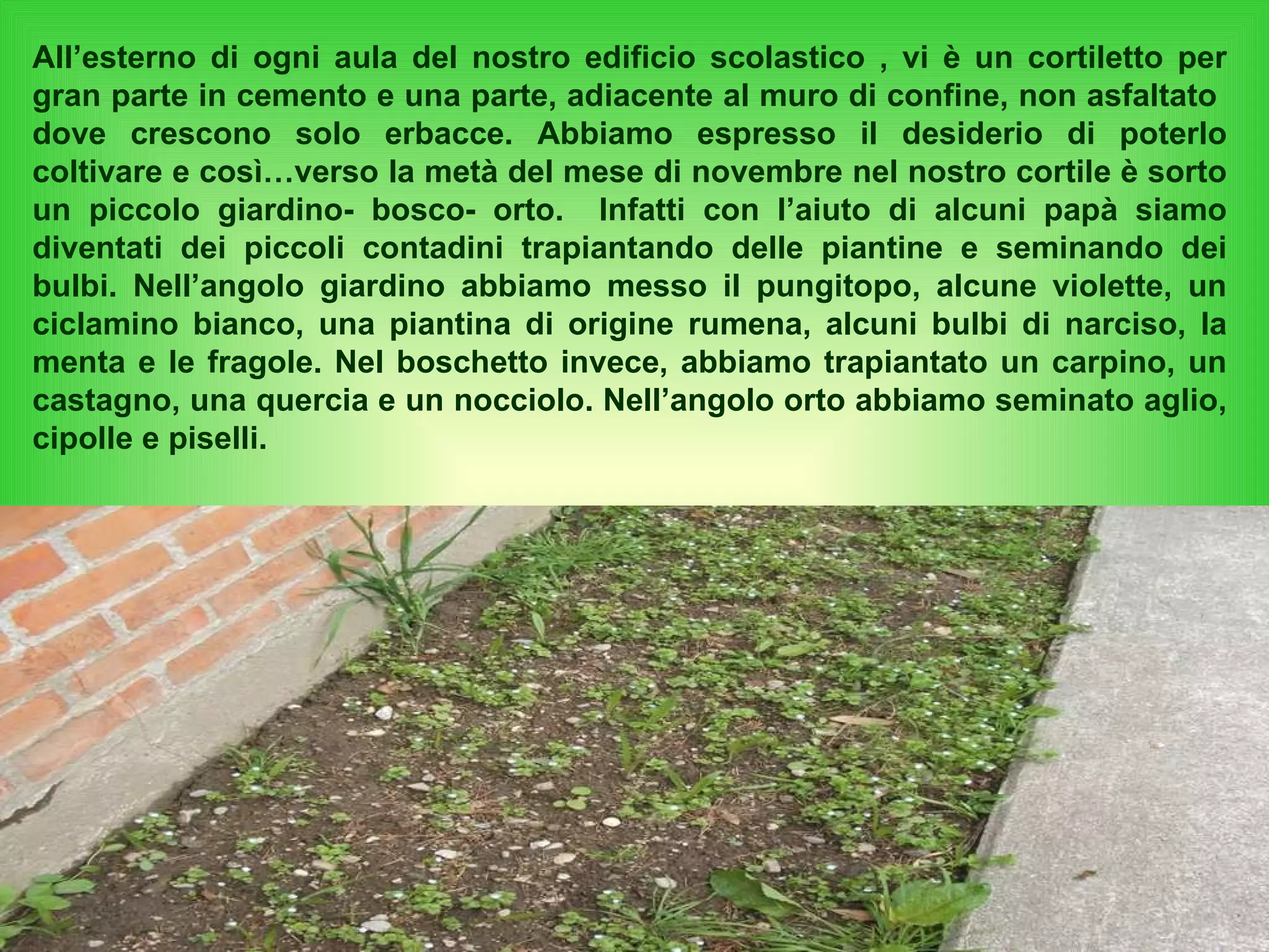 All’esterno di ogni aula del nostro edificio scolastico , vi è un cortiletto per gran parte in cemento e una parte, adiacente al muro di confine, non asfaltato  dove crescono solo erbacce. Abbiamo espresso il desiderio di poterlo coltivare e così…verso la metà del mese di novembre nel nostro cortile è sorto un piccolo giardino- bosco- orto.  Infatti con l’aiuto di alcuni papà siamo diventati dei piccoli contadini trapiantando delle piantine e seminando dei bulbi. Nell’angolo giardino abbiamo messo il pungitopo, alcune violette, un ciclamino bianco, una piantina di origine rumena, alcuni bulbi di narciso, la menta e le fragole. Nel boschetto invece, abbiamo trapiantato un carpino, un castagno, una quercia e un nocciolo. Nell’angolo orto abbiamo seminato aglio, cipolle e piselli. 
