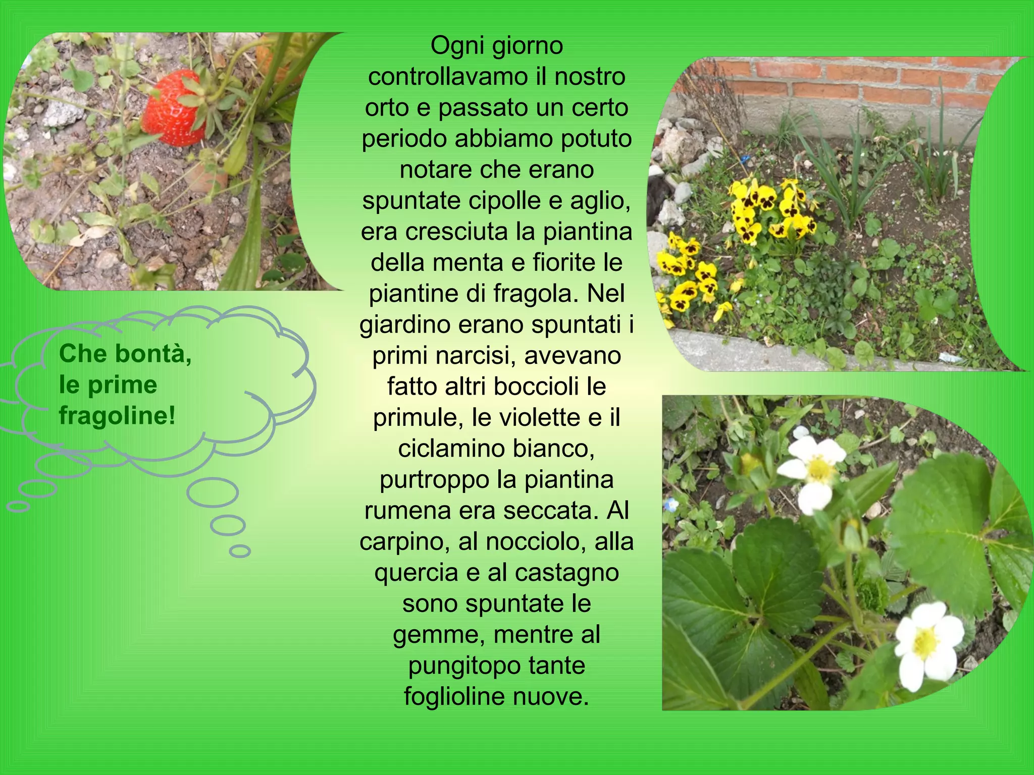 Ogni giorno controllavamo il nostro orto e passato un certo periodo abbiamo potuto notare che erano spuntate cipolle e aglio, era cresciuta la piantina della menta e fiorite le piantine di fragola. Nel giardino erano spuntati i primi narcisi, avevano fatto altri boccioli le primule, le violette e il ciclamino bianco, purtroppo la piantina rumena era seccata. Al carpino, al nocciolo, alla quercia e al castagno sono spuntate le gemme, mentre al pungitopo tante foglioline nuove. Che bontà,  le prime fragoline! 
