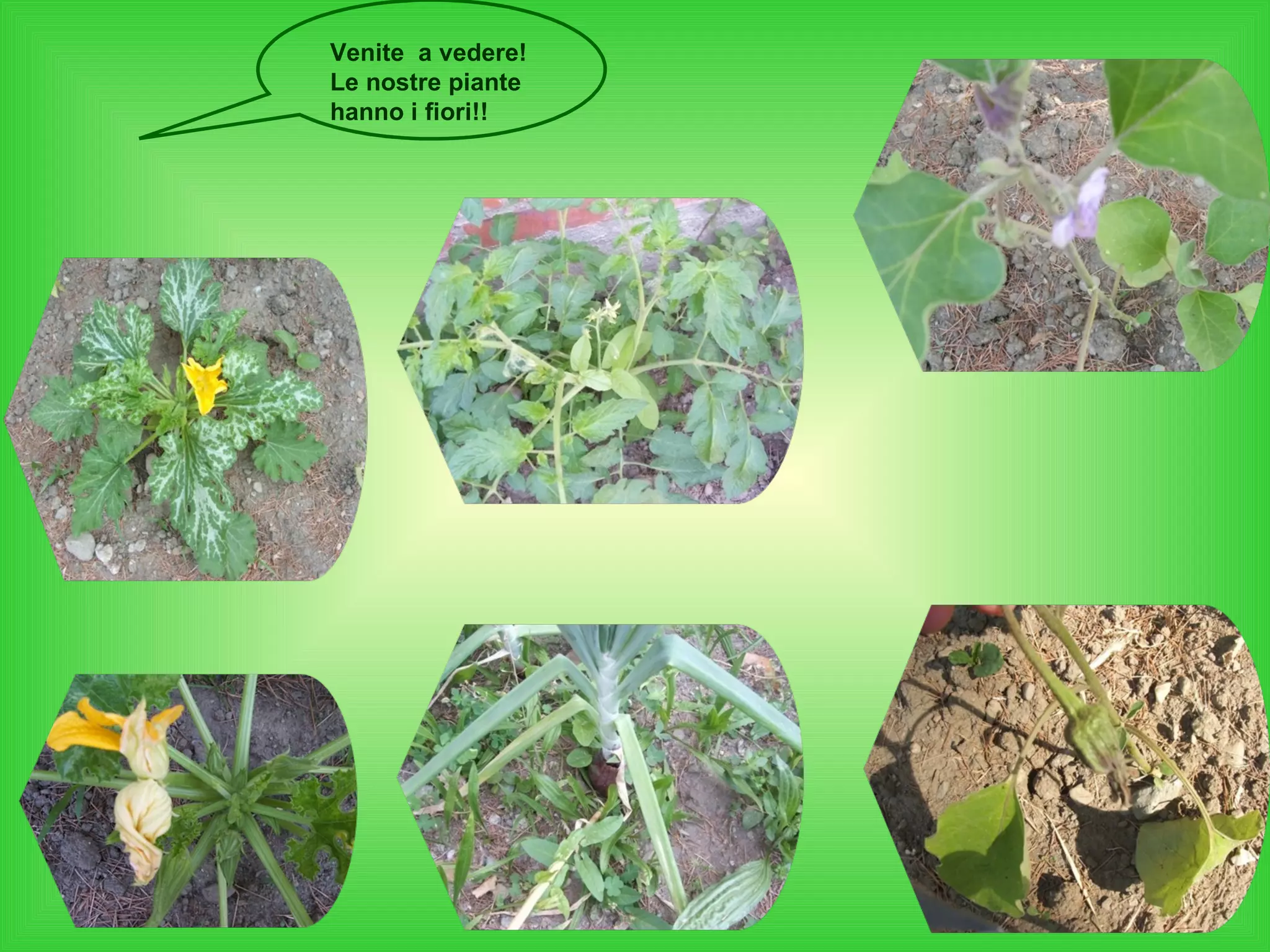 Venite  a vedere!  Le nostre piante hanno i fiori!! 