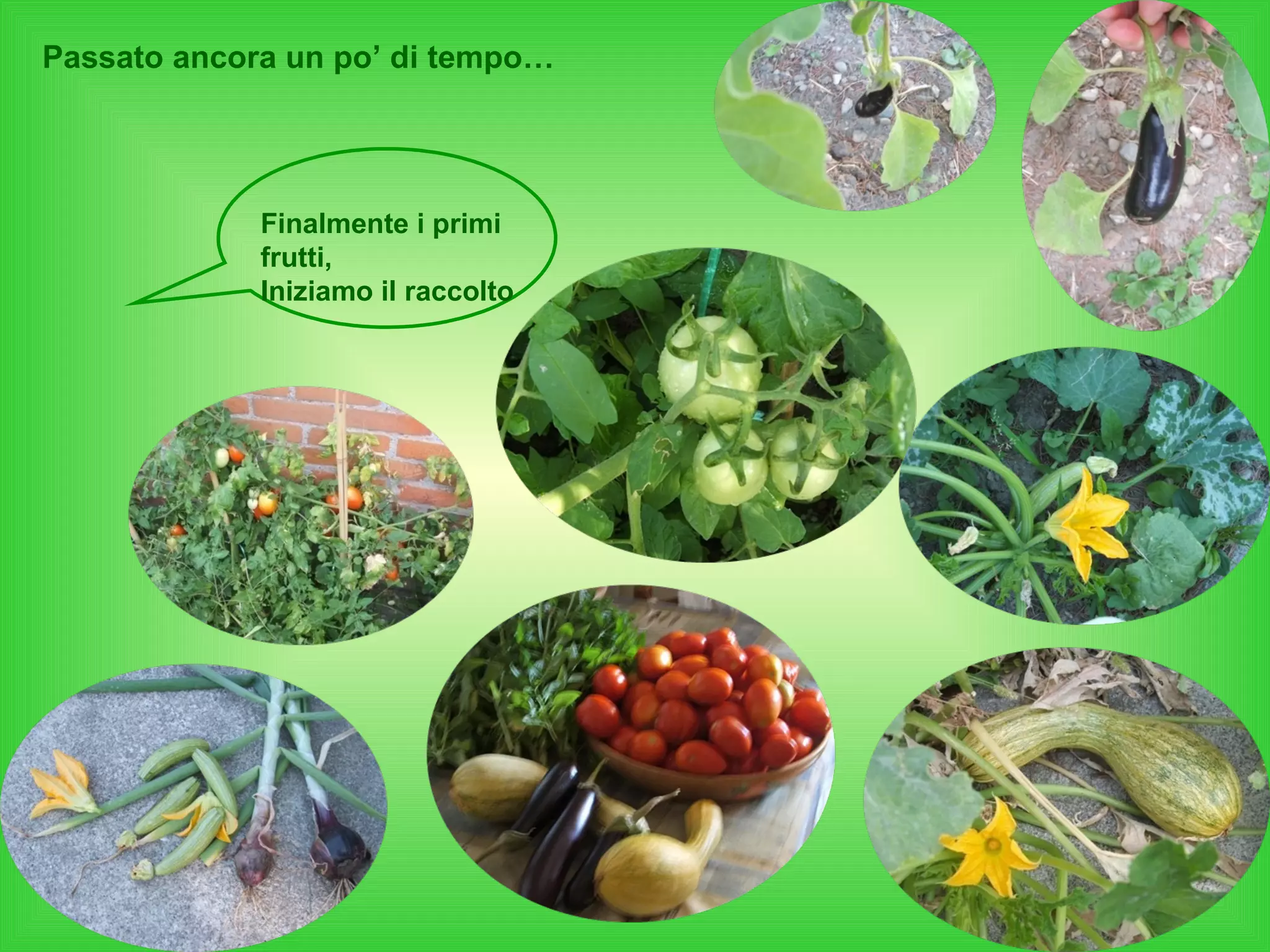 Passato ancora un po’ di tempo… Finalmente i primi frutti, Iniziamo il raccolto 