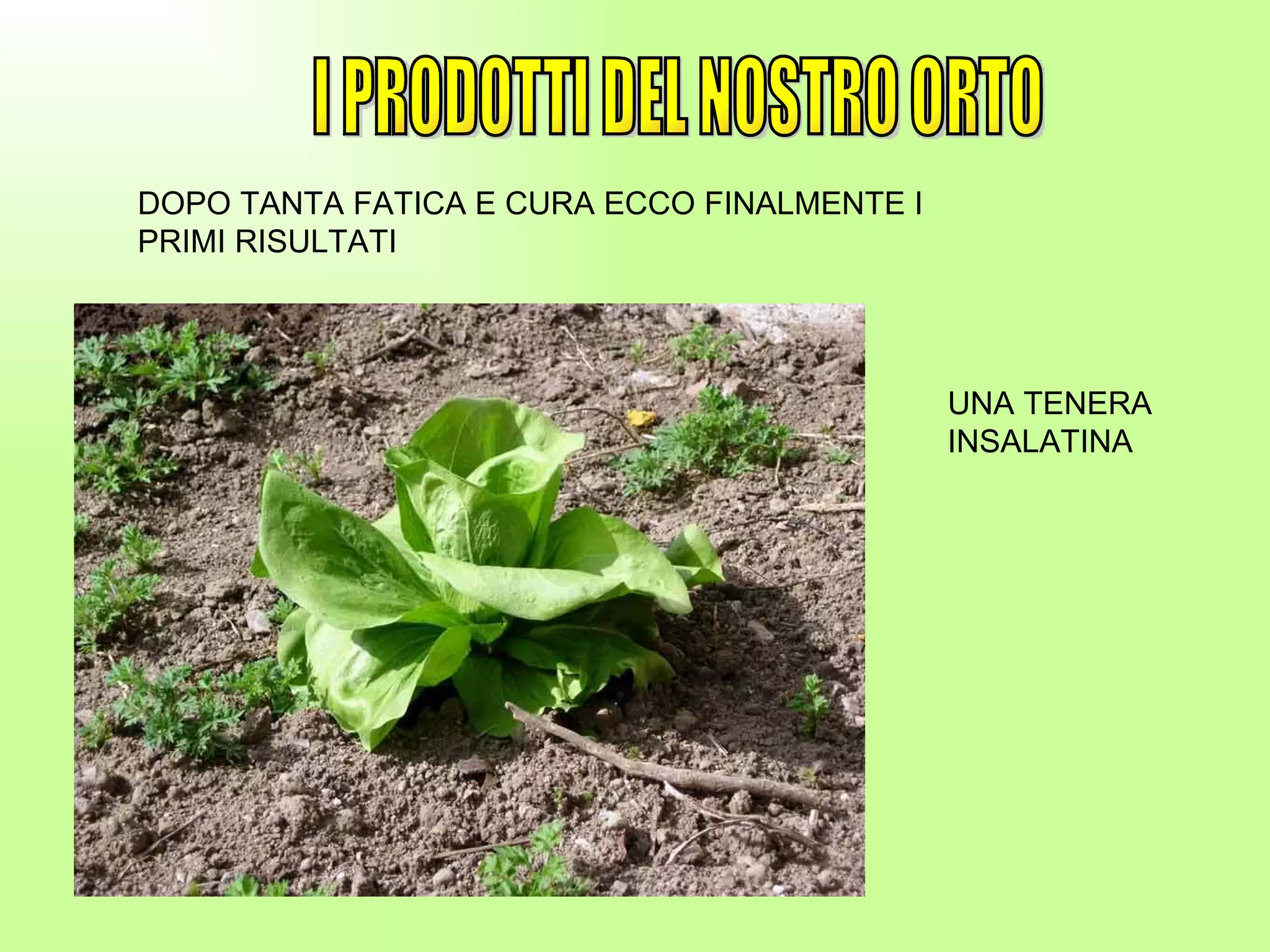 I PRODOTTI DEL NOSTRO ORTO DOPO TANTA FATICA E CURA ECCO FINALMENTE I PRIMI RISULTATI UNA TENERA INSALATINA 