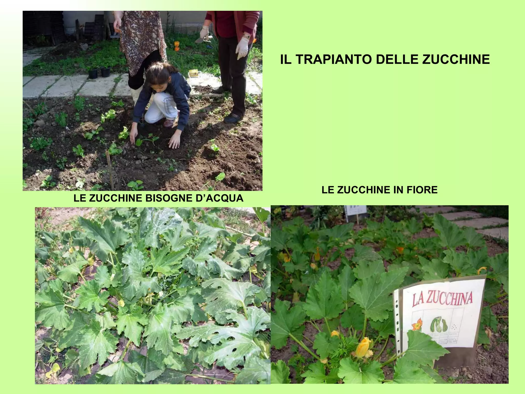 LE ZUCCHINE BISOGNE D’ACQUA LE ZUCCHINE IN FIORE IL TRAPIANTO DELLE ZUCCHINE 