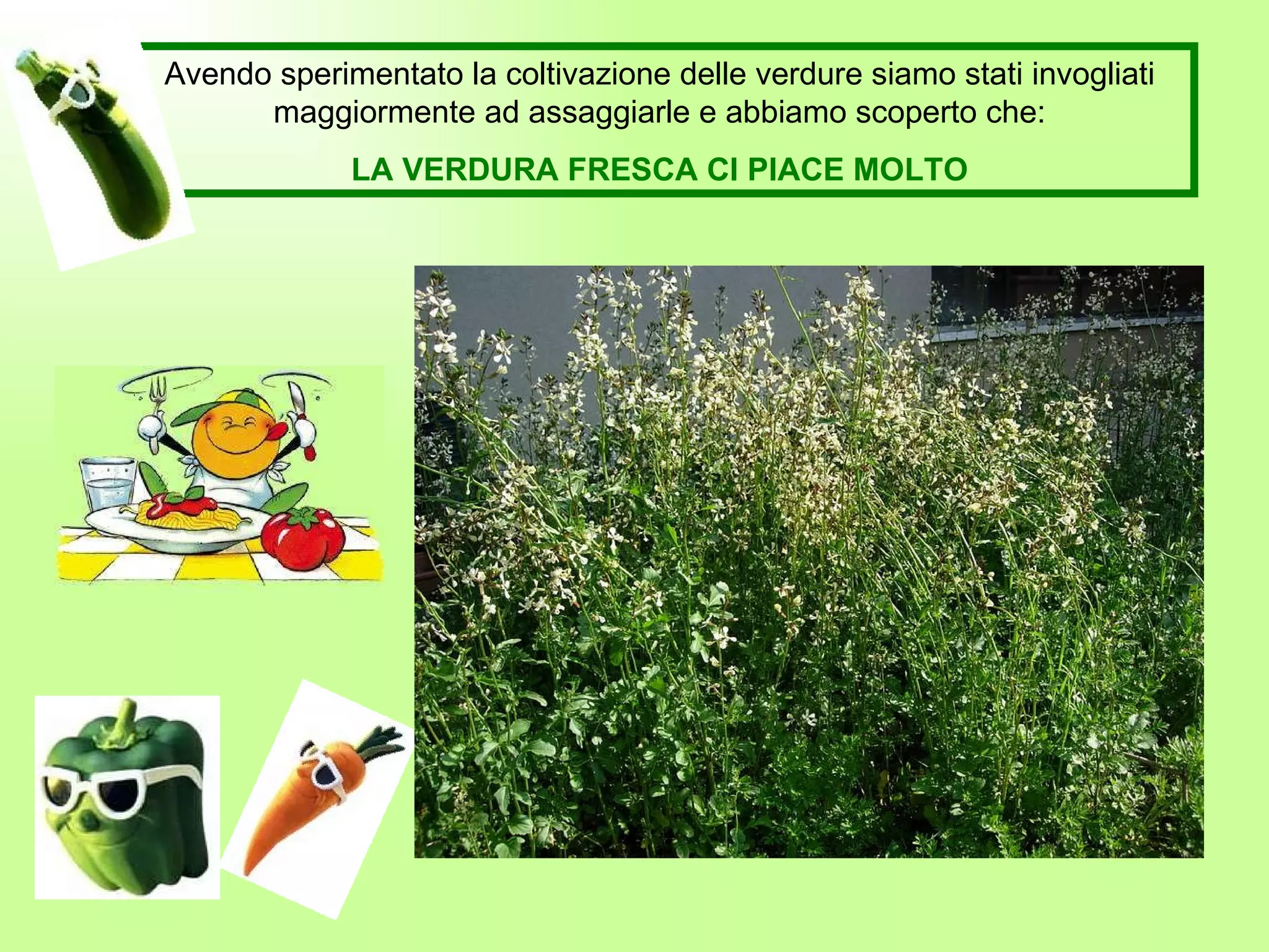 Avendo sperimentato la coltivazione delle verdure siamo stati invogliati maggiormente ad assaggiarle e abbiamo scoperto che: LA VERDURA FRESCA CI PIACE MOLTO 
