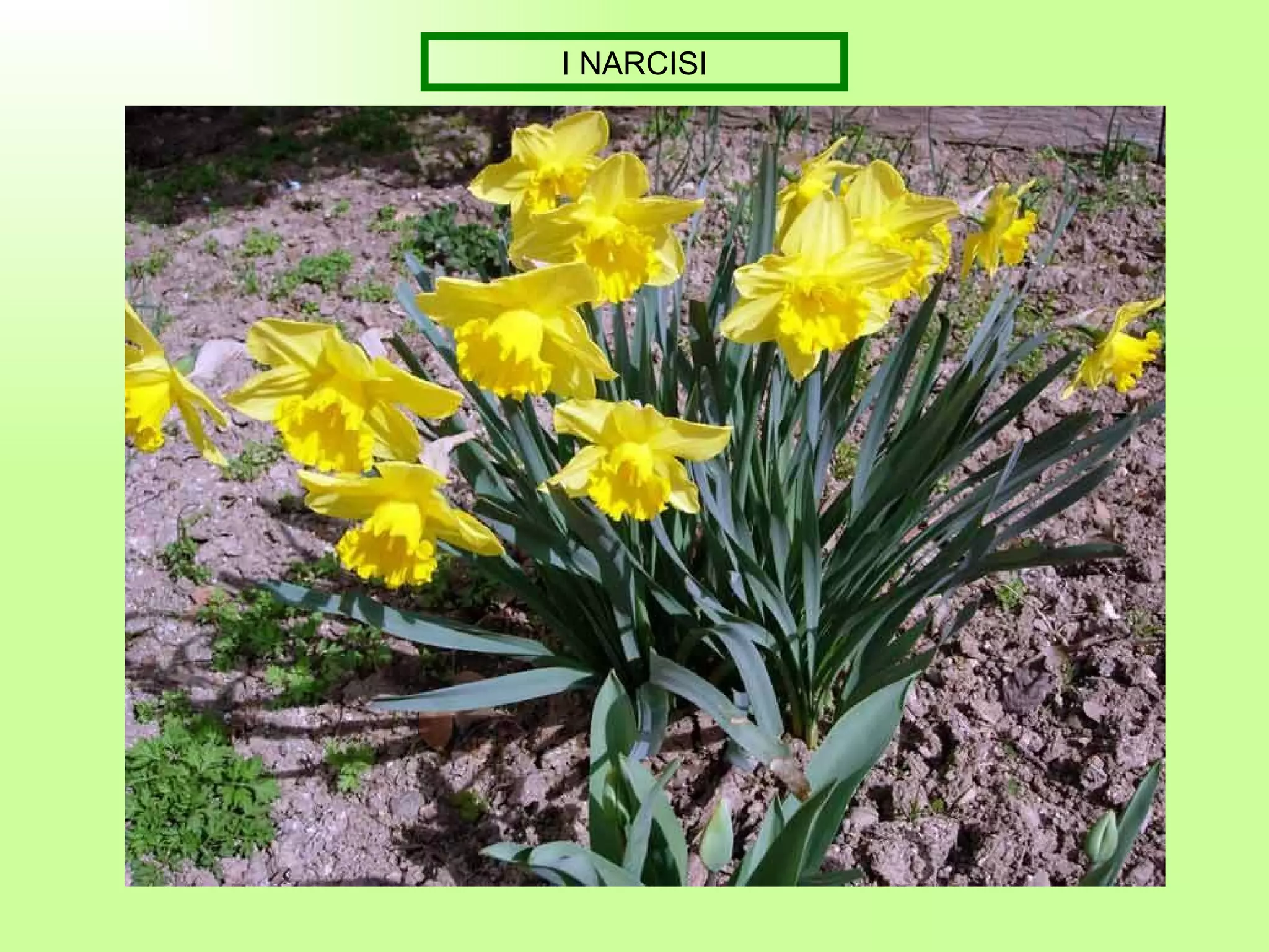I NARCISI 