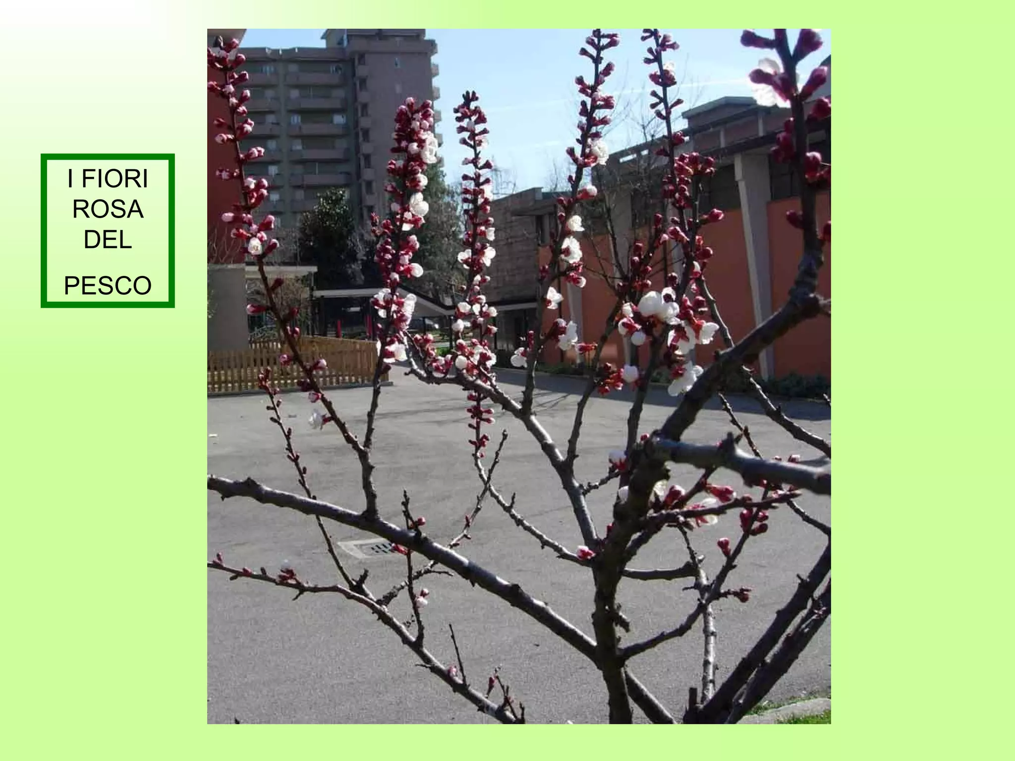 I FIORI ROSA DEL PESCO 