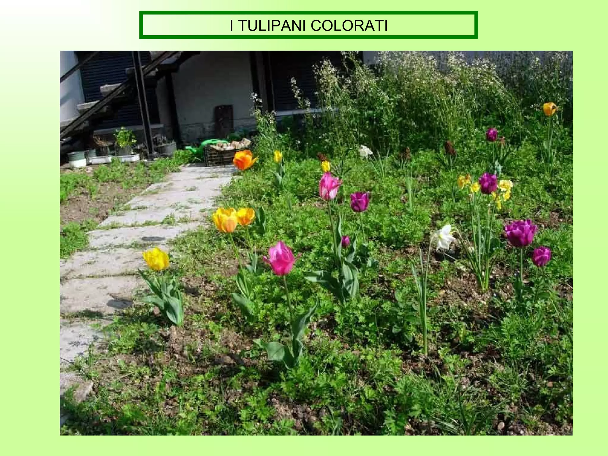 I TULIPANI COLORATI 
