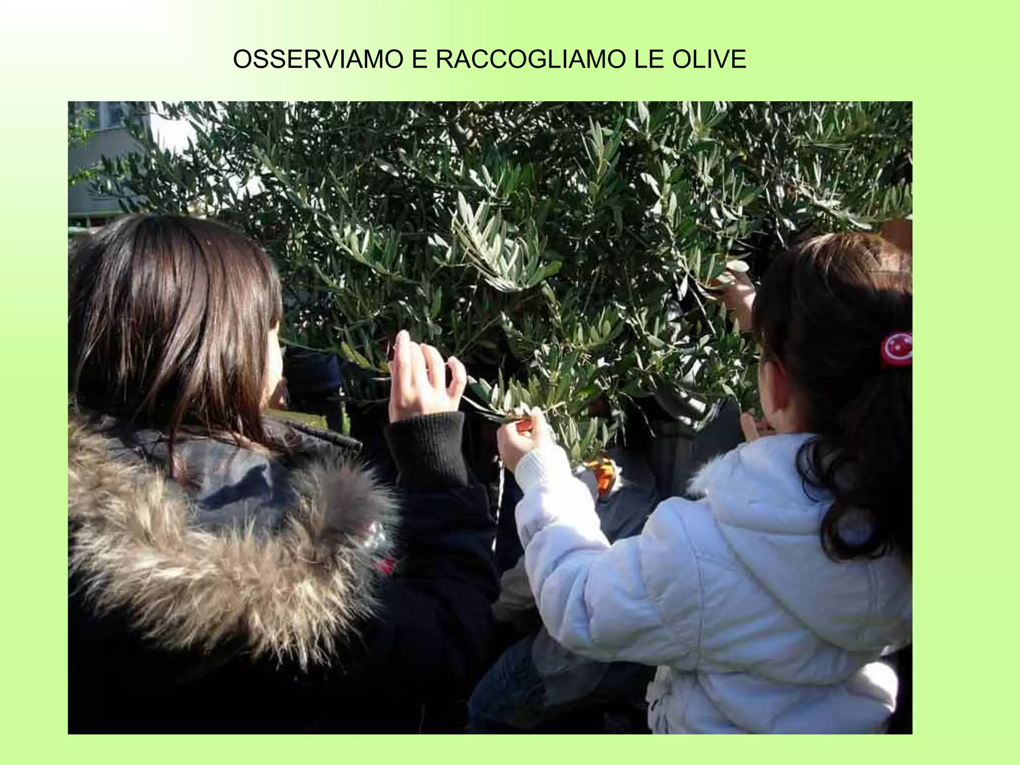 OSSERVIAMO E RACCOGLIAMO LE OLIVE 