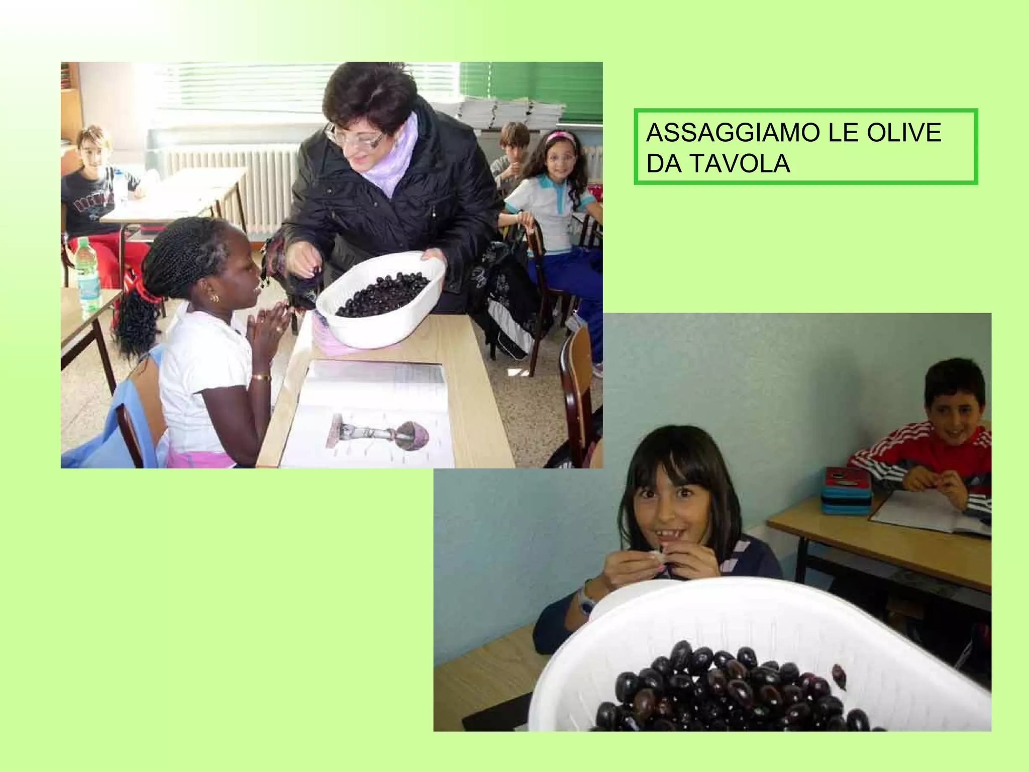 ASSAGGIAMO LE OLIVE DA TAVOLA 