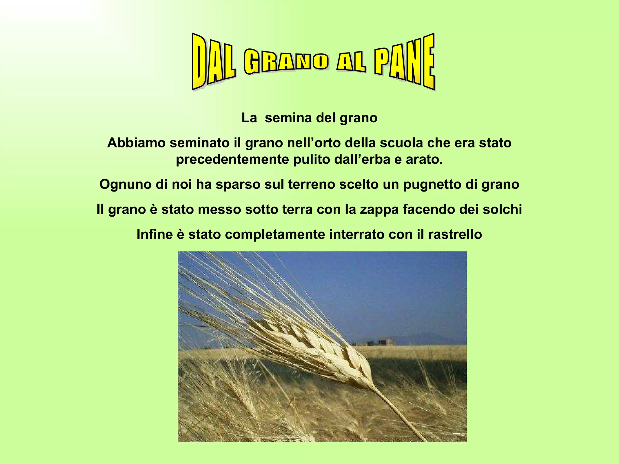 DAL GRANO AL PANE La  semina del grano Abbiamo seminato il grano nell’orto della scuola che era stato precedentemente pulito dall’erba e arato. Ognuno di noi ha sparso sul terreno scelto un pugnetto di grano Il grano è stato messo sotto terra con la zappa facendo dei solchi Infine è stato completamente interrato con il rastrello Questo tipo di semina si chiama: SEMINA A SPAGLIO 