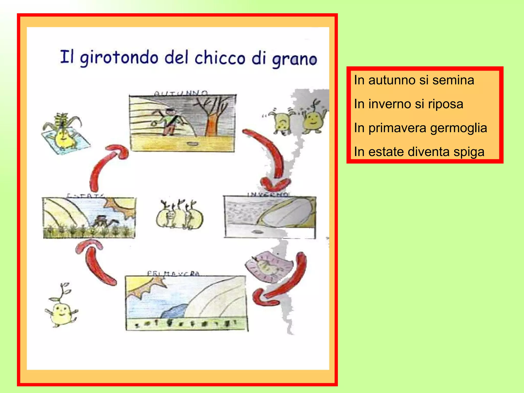 In autunno si semina In inverno si riposa In primavera germoglia In estate diventa spiga 