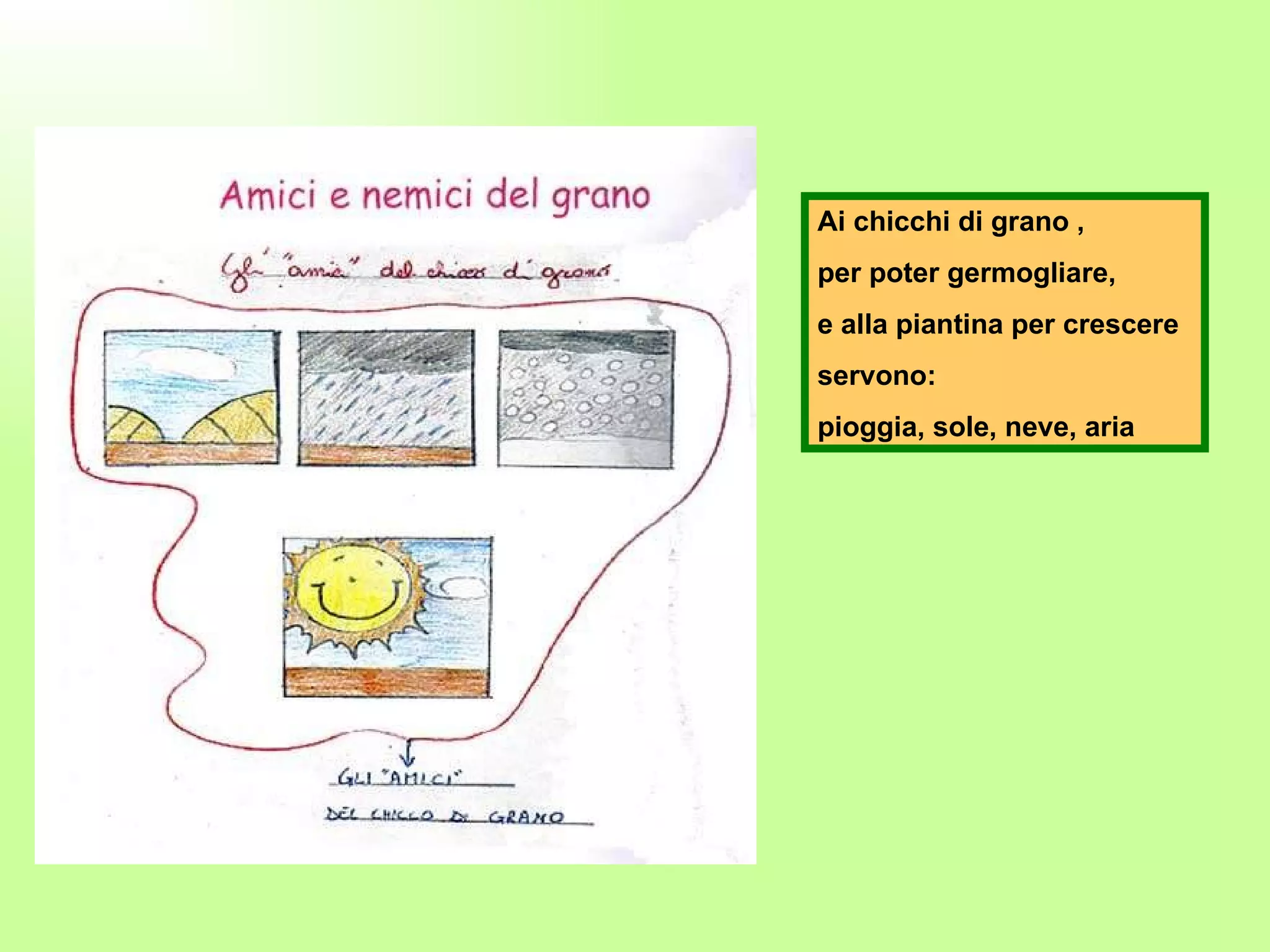 Ai chicchi di grano , per poter germogliare, e alla piantina per crescere servono: pioggia, sole, neve, aria 