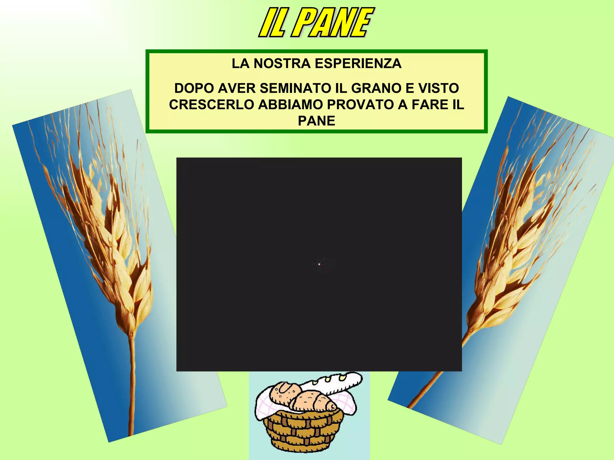 LA NOSTRA ESPERIENZA DOPO AVER SEMINATO IL GRANO E VISTO CRESCERLO ABBIAMO PROVATO A FARE IL PANE IL PANE 