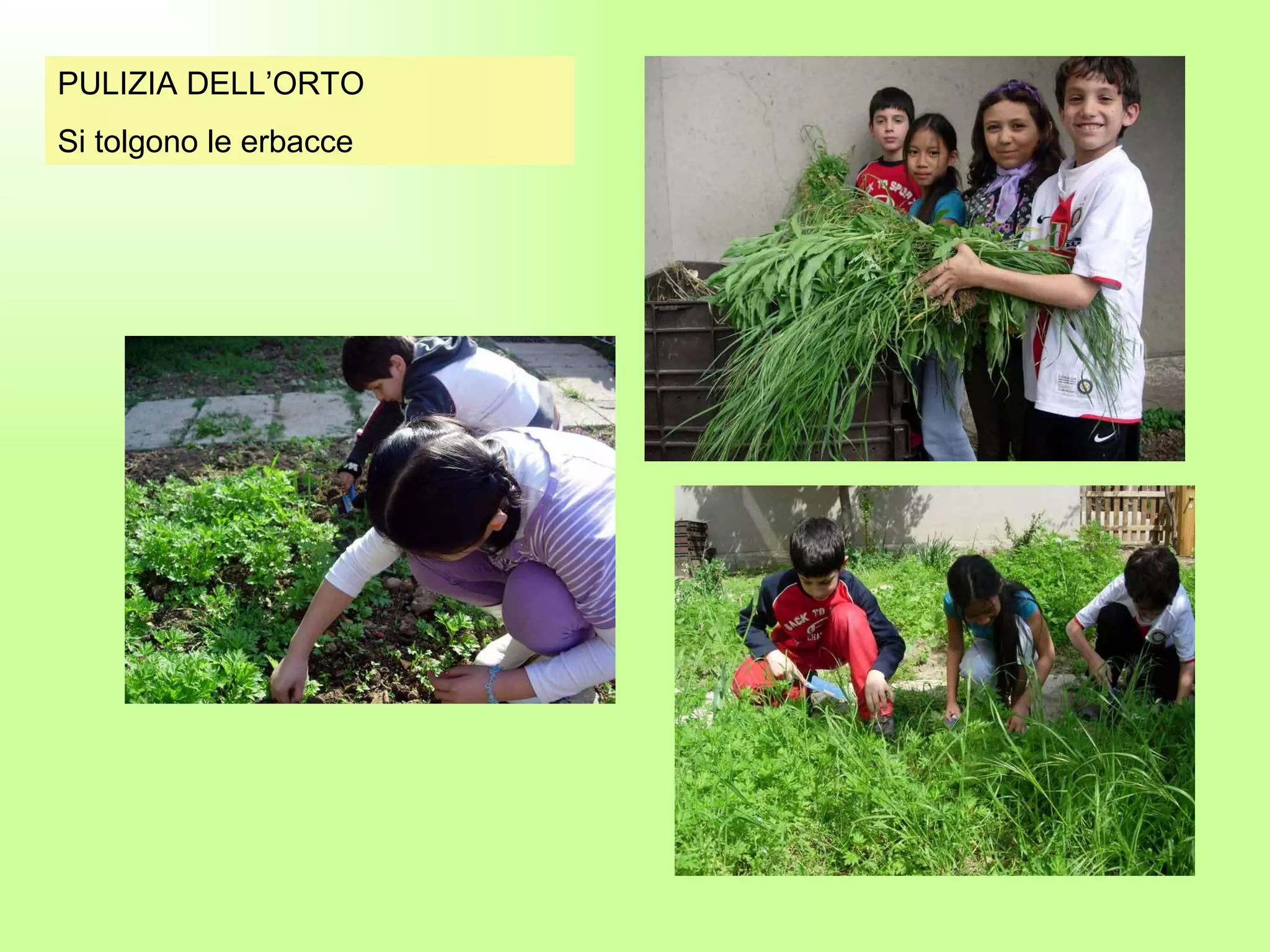 PULIZIA DELL’ORTO Si tolgono le erbacce 