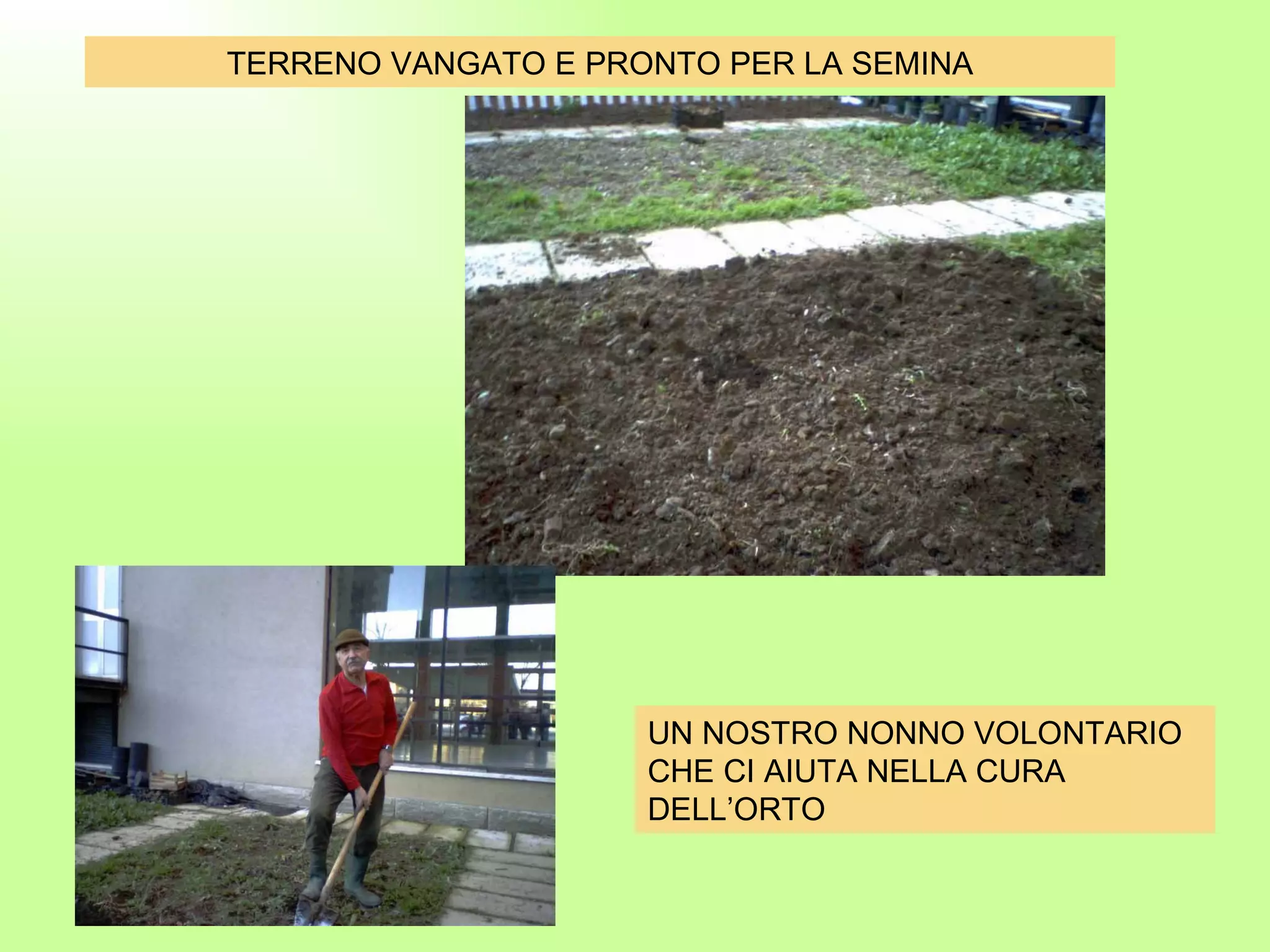 TERRENO VANGATO E PRONTO PER LA SEMINA UN NOSTRO NONNO VOLONTARIO CHE CI AIUTA NELLA CURA DELL’ORTO 
