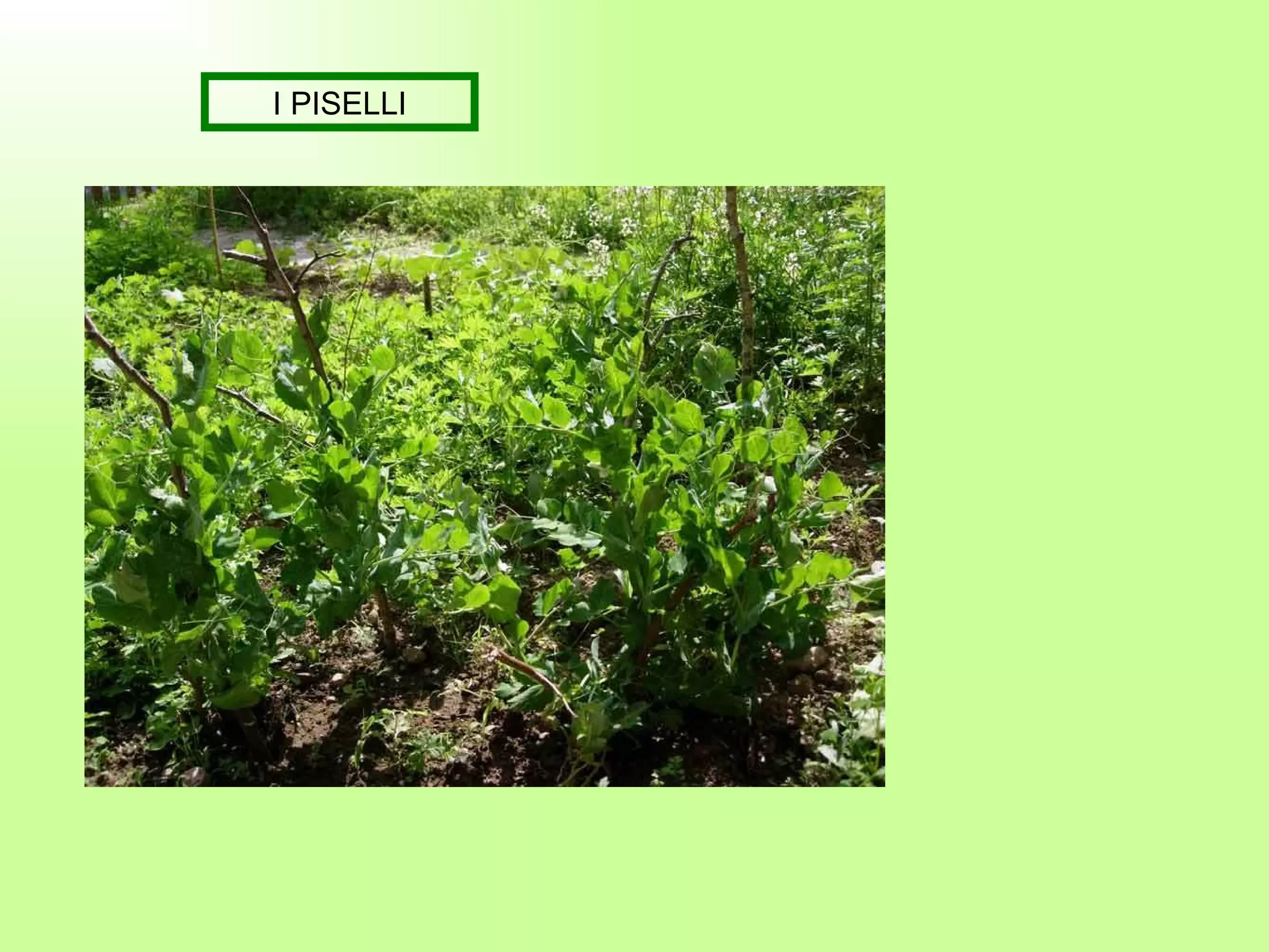 I PISELLI 