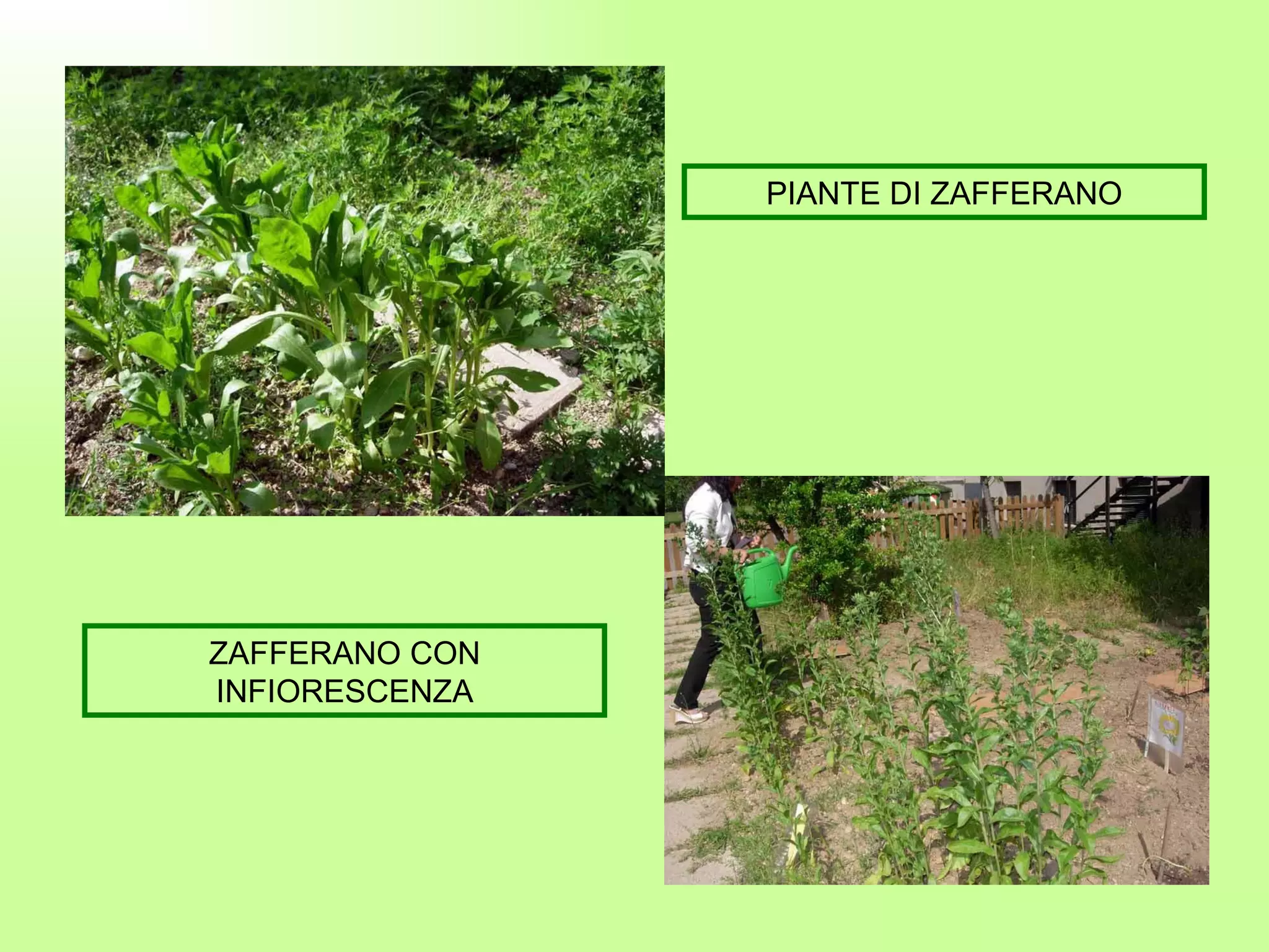 ZAFFERANO CON INFIORESCENZA PIANTE DI ZAFFERANO 