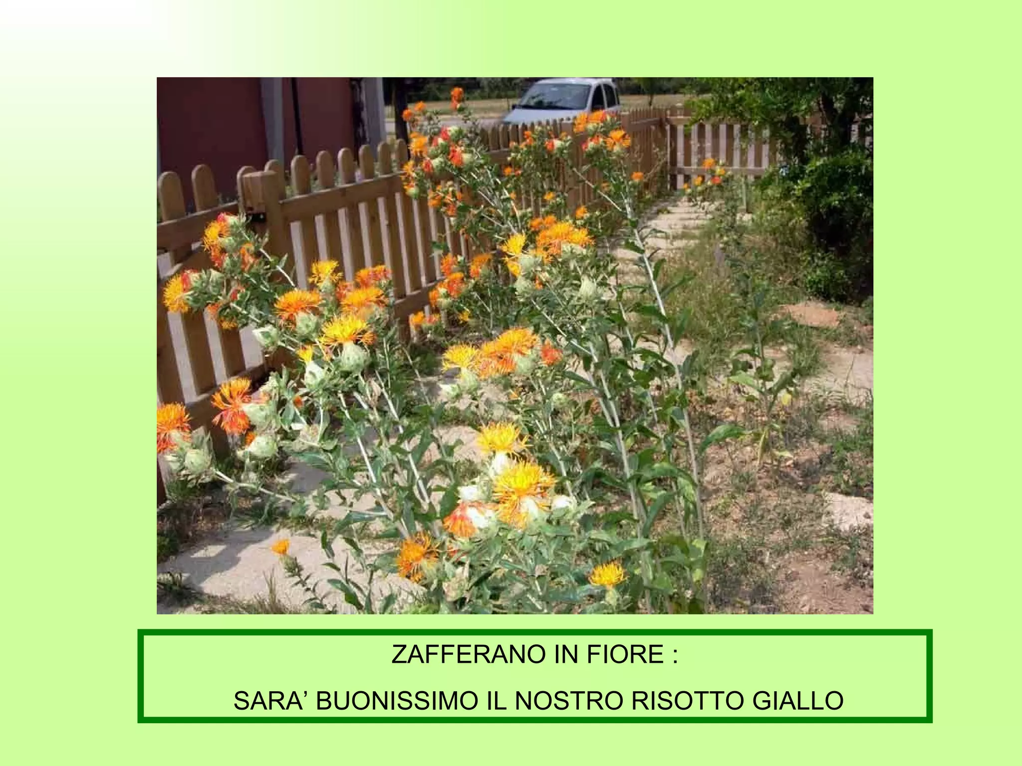 ZAFFERANO IN FIORE : SARA’ BUONISSIMO IL NOSTRO RISOTTO GIALLO 