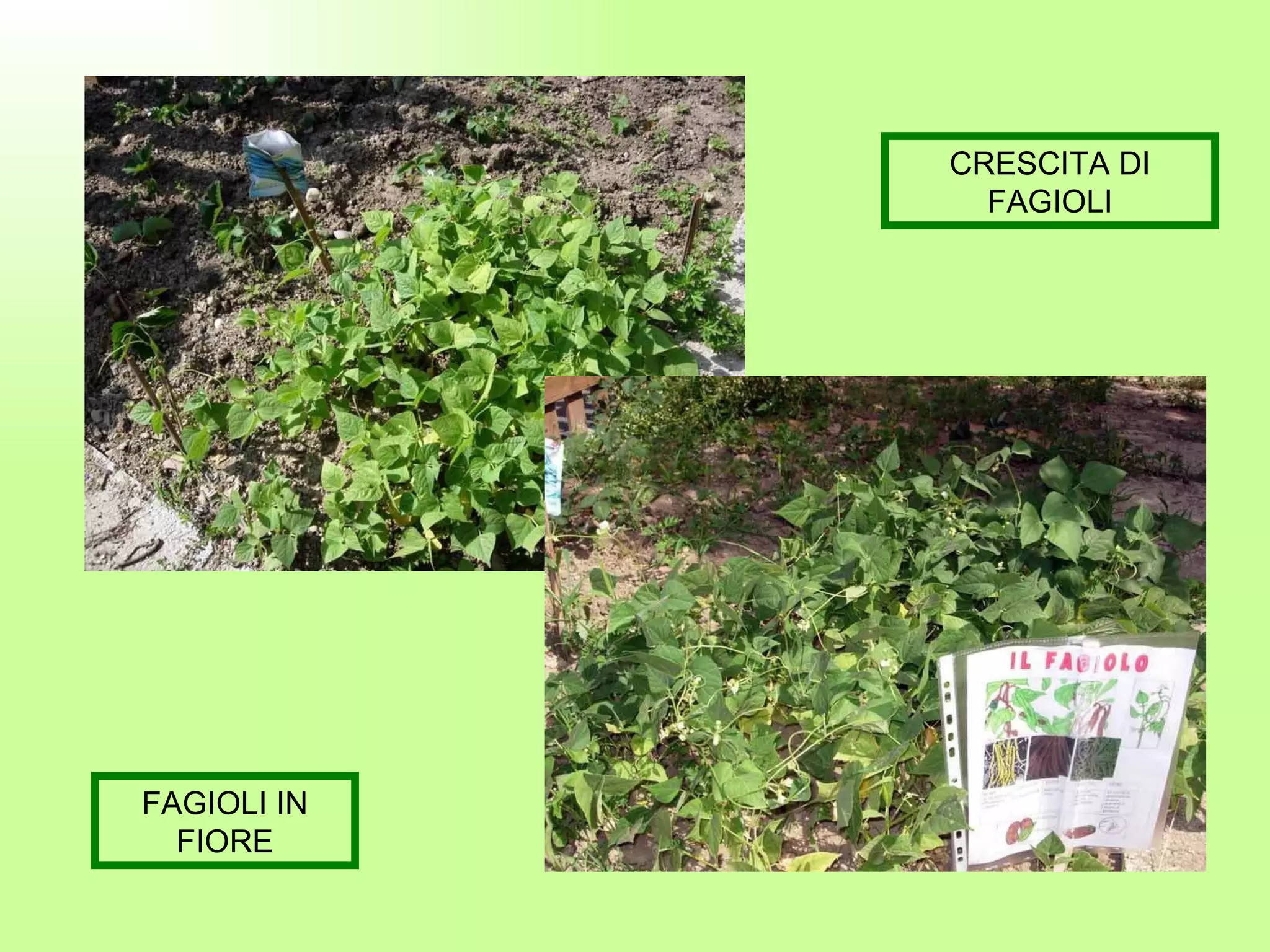 CRESCITA DI FAGIOLI FAGIOLI IN FIORE 