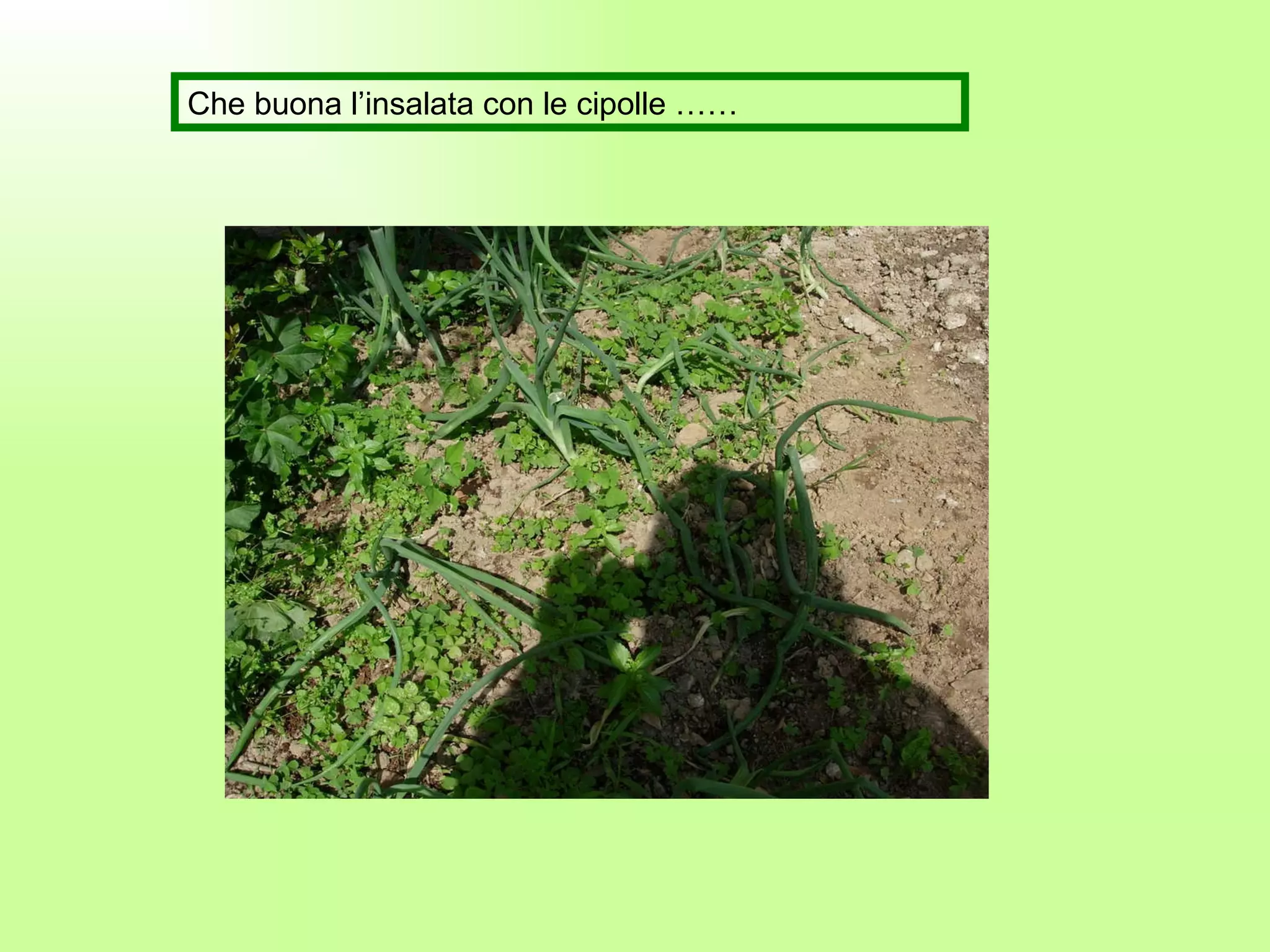 Che buona l’insalata con le cipolle …… 