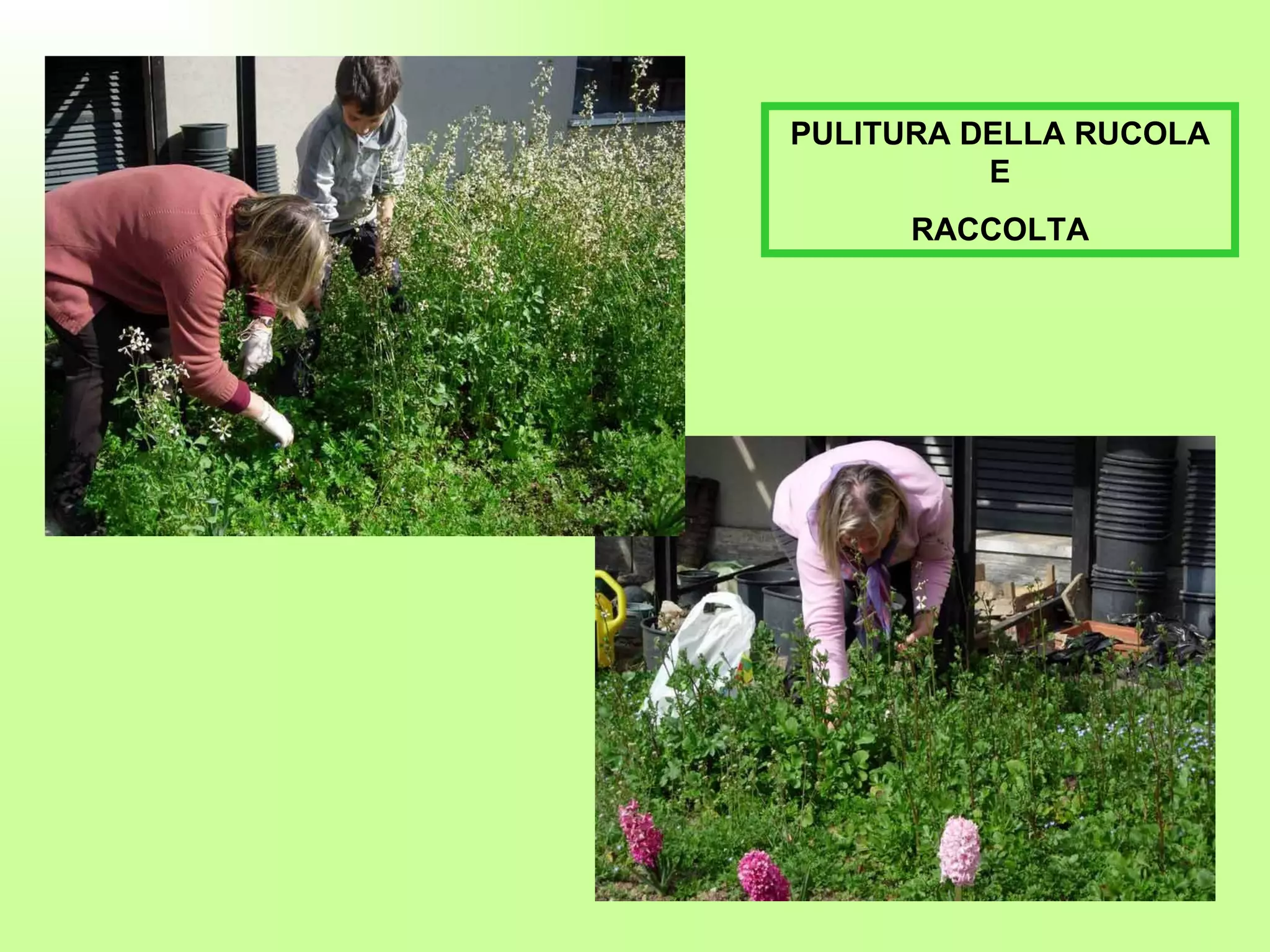PULITURA DELLA RUCOLA E RACCOLTA 