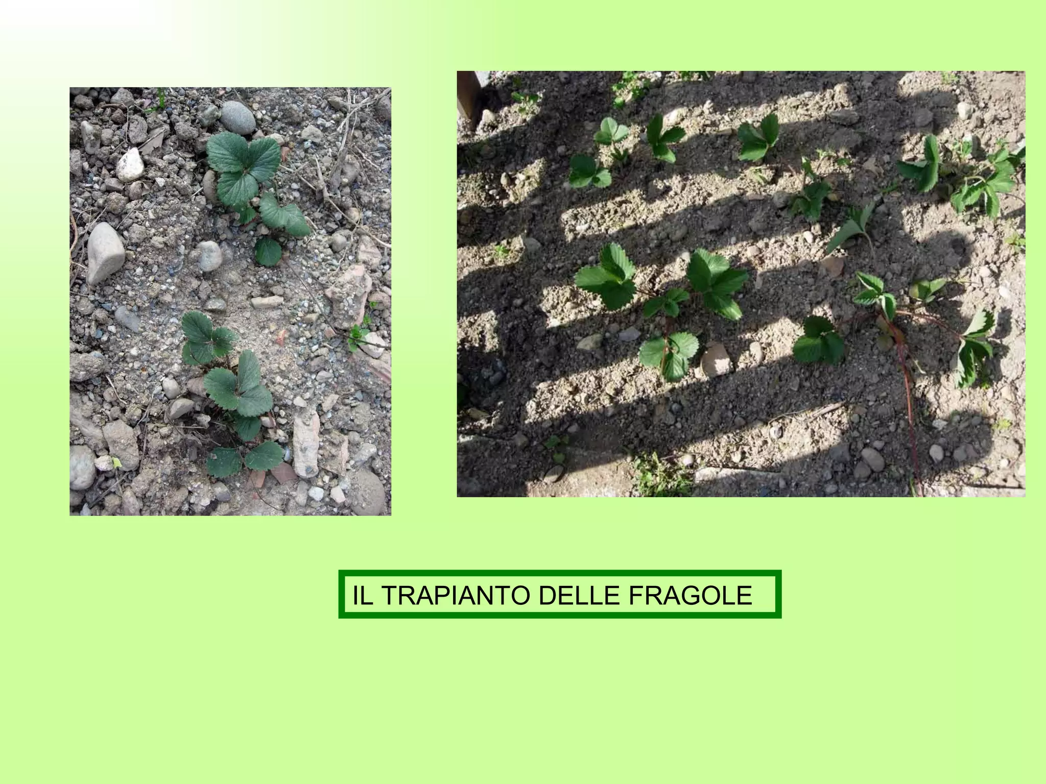IL TRAPIANTO DELLE FRAGOLE 