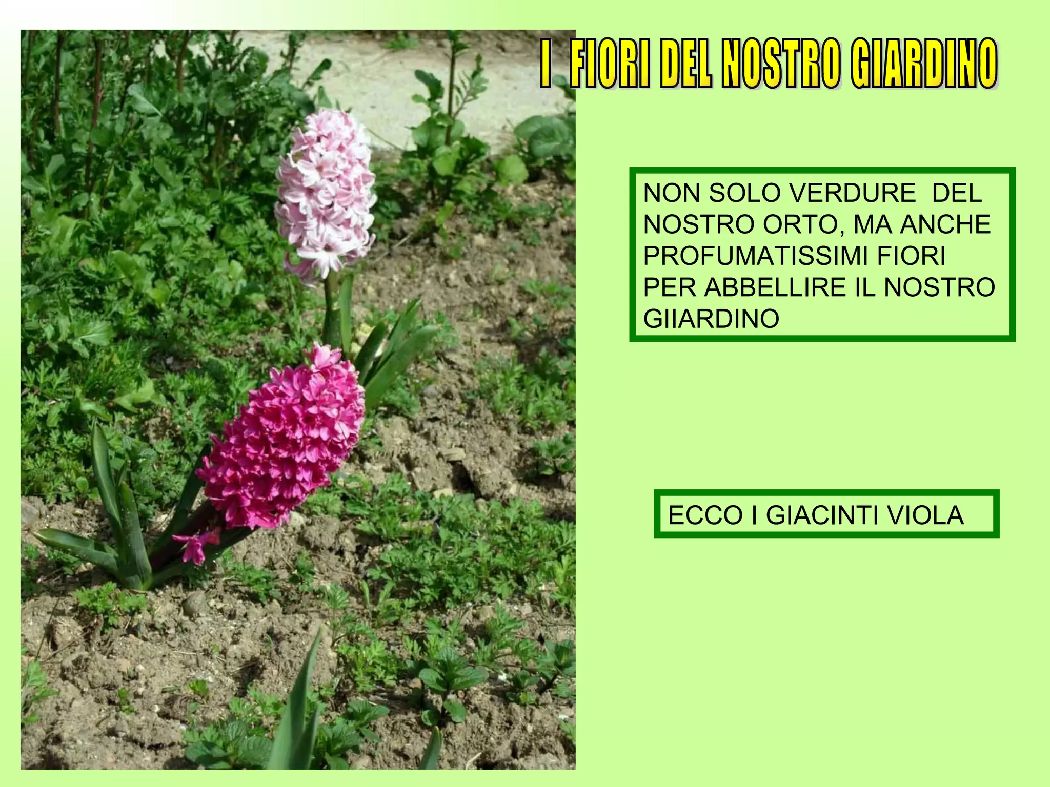 I  FIORI DEL NOSTRO GIARDINO NON SOLO VERDURE  DEL NOSTRO ORTO, MA ANCHE PROFUMATISSIMI FIORI PER ABBELLIRE IL NOSTRO GIIARDINO ECCO I GIACINTI VIOLA 