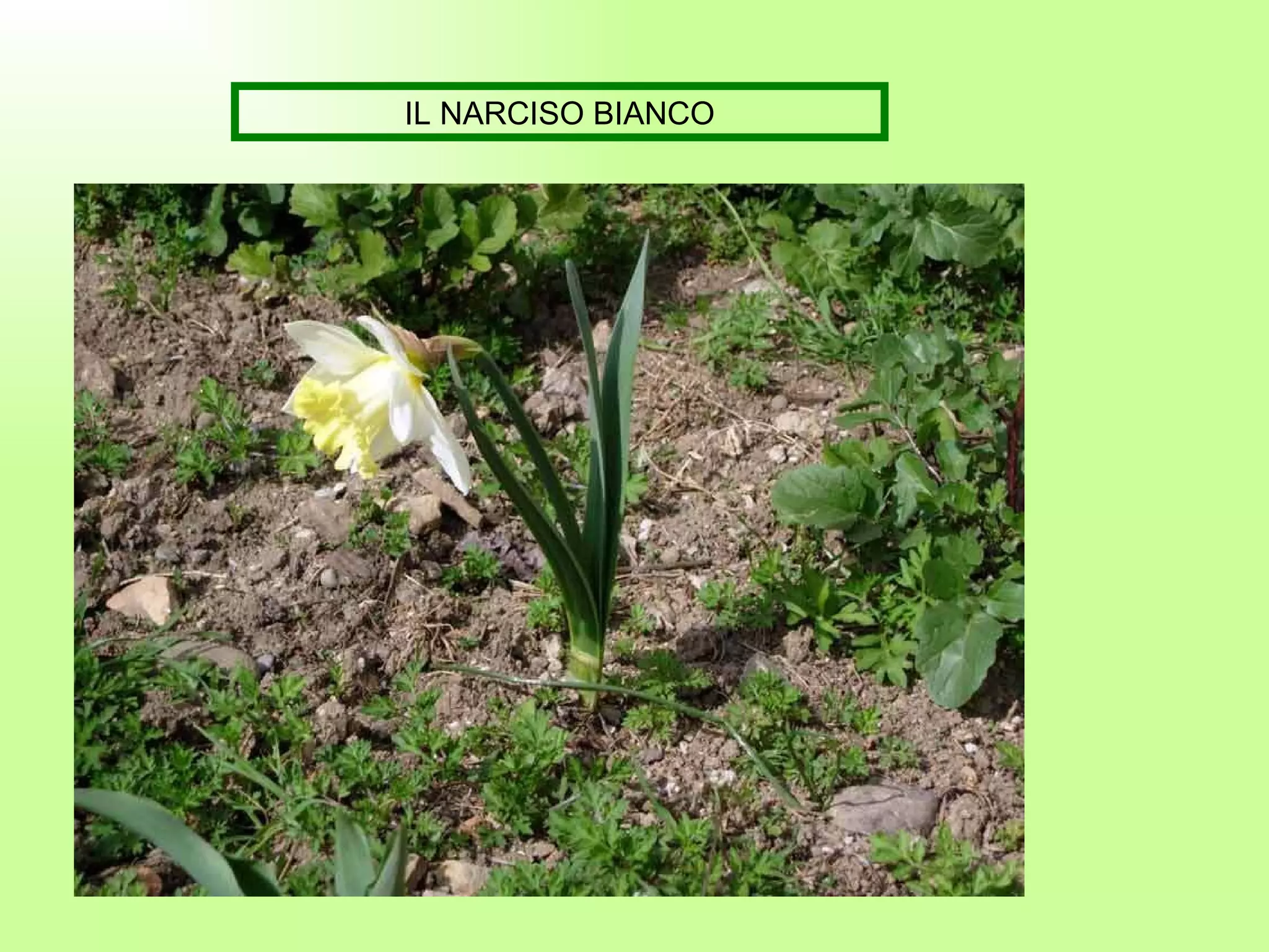 IL NARCISO BIANCO 