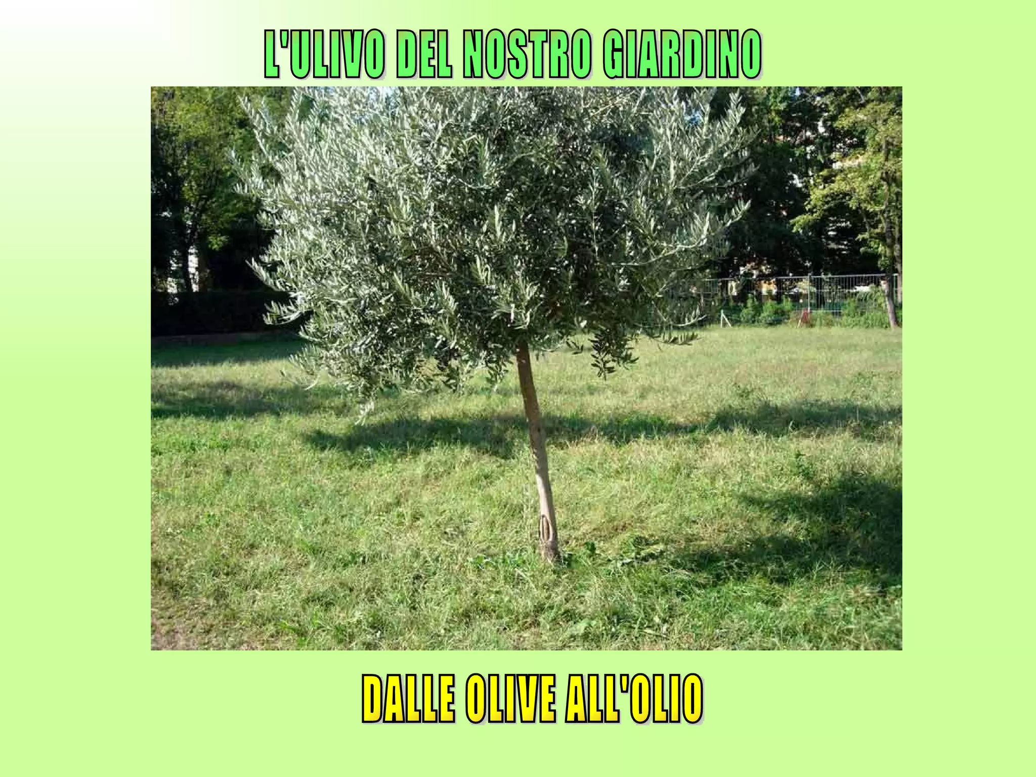 L'ULIVO DEL NOSTRO GIARDINO DALLE OLIVE ALL'OLIO 
