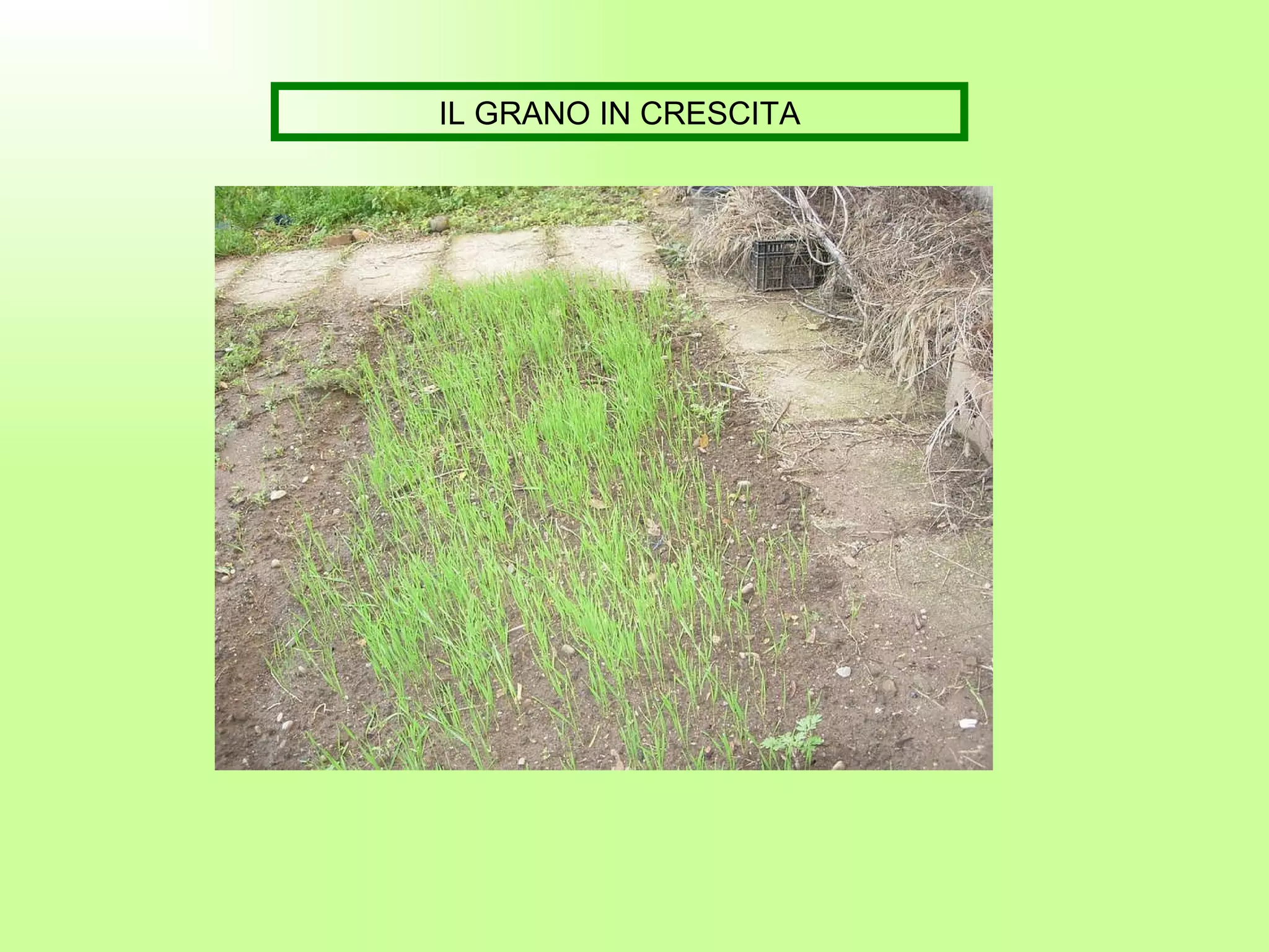IL GRANO IN CRESCITA 