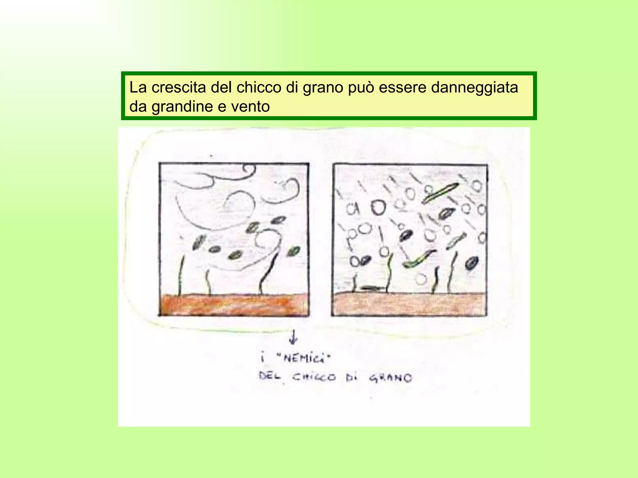 La crescita del chicco di grano può essere danneggiata da grandine e vento 