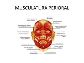 MUSCULATURA PERIORAL