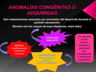 Son maloclusiones causadas por anomalías del desarrollo durante el 
período intrauterino. 
Muchas son las causas de esas displasias, entre ellas; 
DROGAS 
(medicamentos 
, sustancias 
nocivas) 
RADIACIÓN 
IONIZANTE 
ENFERMEDADES 
VIRALES RN LA 
MADRE 
(TOCOPLASMOSIS) 
La mayoría 
de las 
fisuras 
labiales y 
palatinas 
son 
considerada 
s anomalías 
congénitas 
 