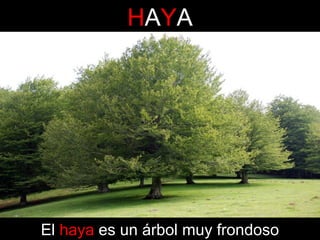 HAYA

El haya es un árbol muy frondoso

 