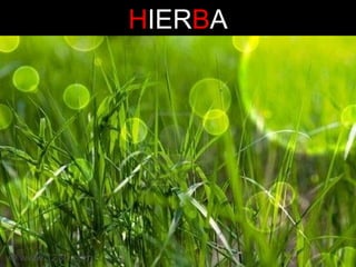 HIERBA

 