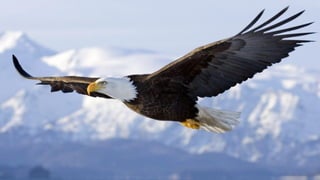 Ortografía, primer trimestre